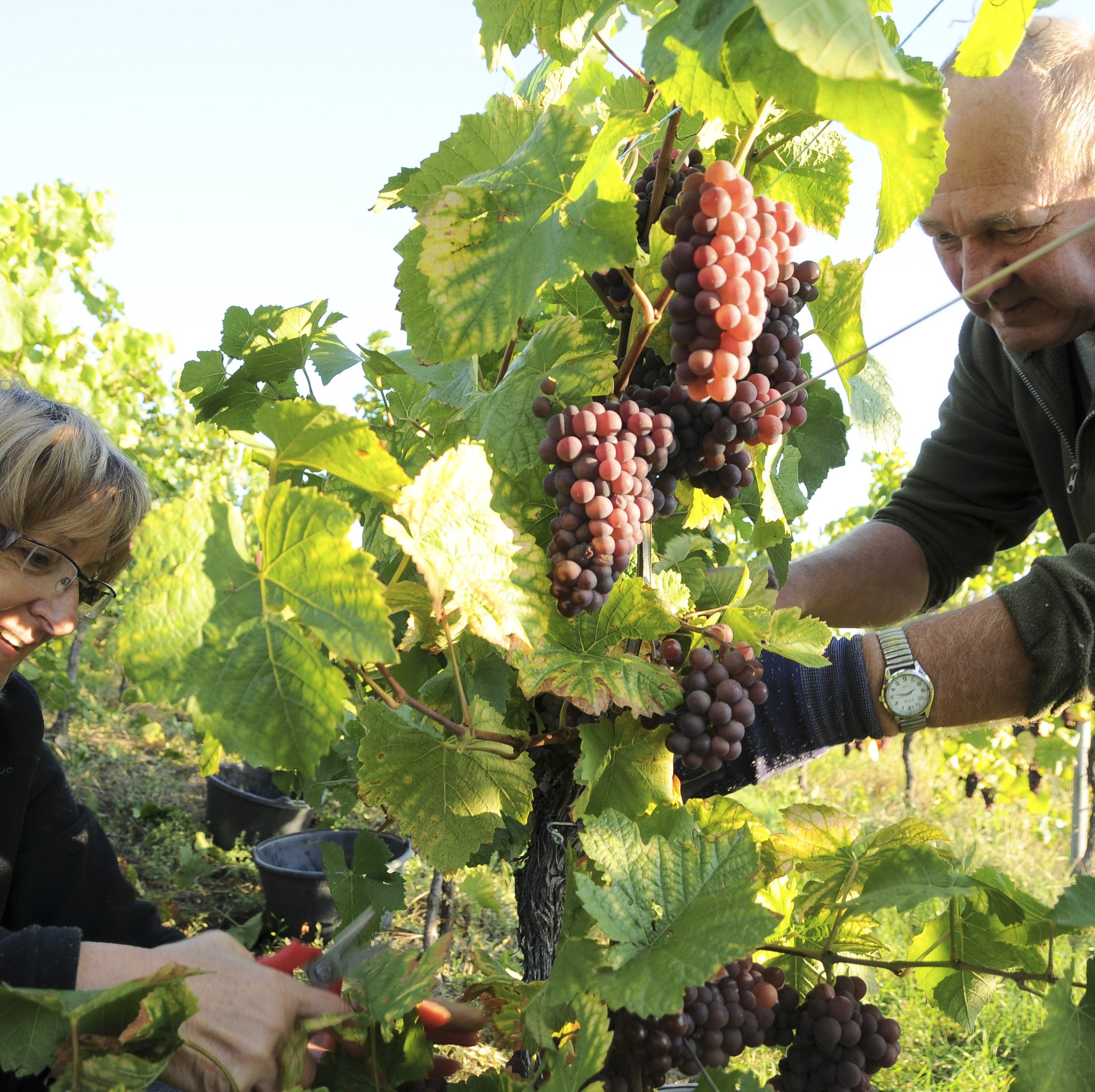 Les vendangeurs s'affairent dans les vignes, récoltant avec soin les grappes de raisin !
#vignes #vendanges #terroir #winetime
Photographe: Christophe Dumoulin