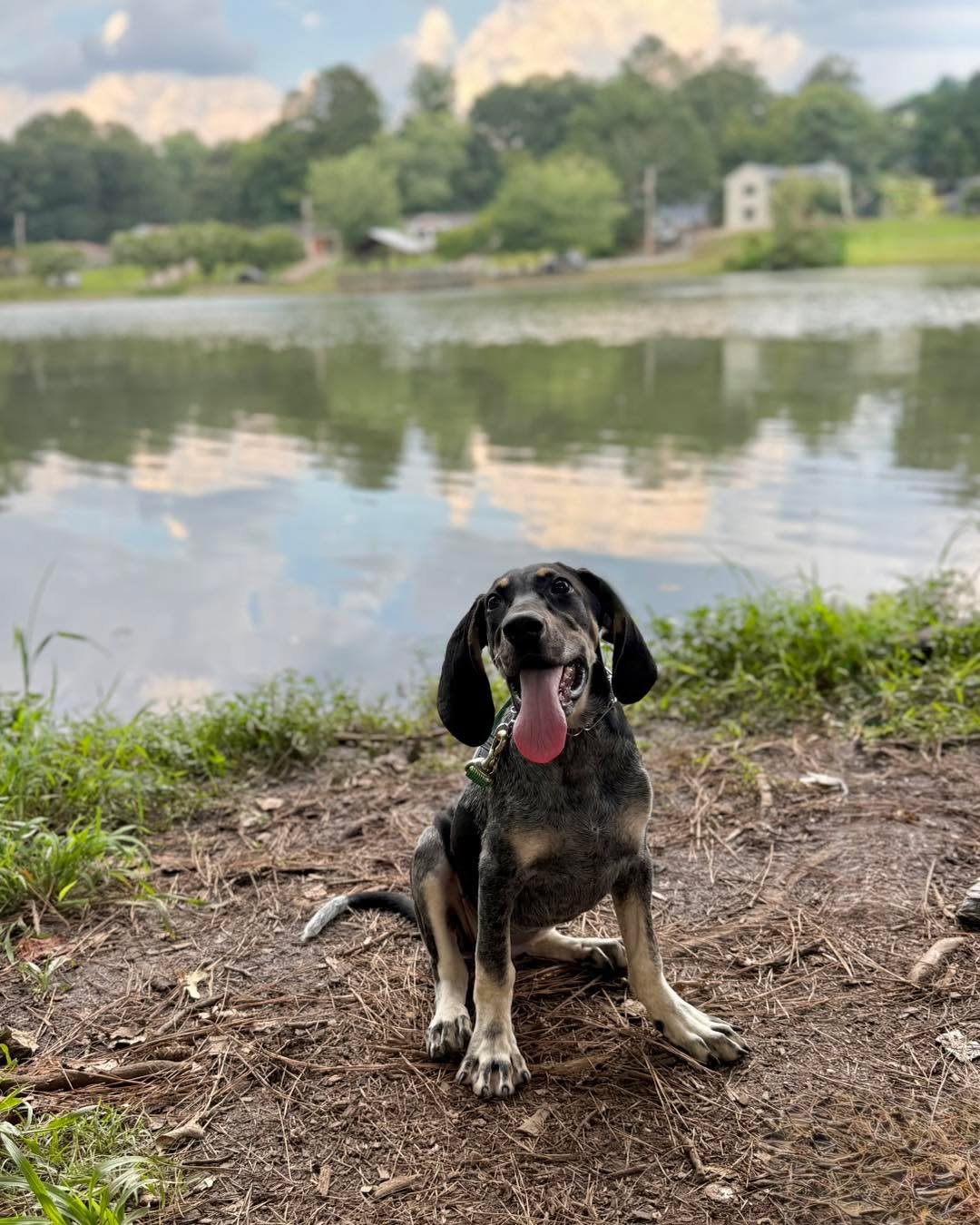 That “puppy energy ” you’re waiting for your puppy to grow out of?
It doesn’t just go away on its own.
The jumping, the biting, the accidents in the house, the ignoring your commands… those can become the normal if a puppy is not being taught.
The truth is: your puppy is learning every single day. The question is: are they learning the right things?
Puppyhood is the most critical window for shaping behavior, building confidence, and creating the calm, well-mannered companion you actually want. Training isn’t just for adult dogs that now have bad behaviors.
Dog training should really start as soon as you get your puppy. Puppies are like sponges. They want to learn.
If you’re overwhelmed, second-guessing your methods, or just want to set your puppy up for success, we’re here to help.
Structure. Clarity. Results.
Let’s raise your dream dog together.
We are having a Back to School Sale!
Book your training program by August 15th and get 15% off any Board & Train or Private Lesson Package.
DM us or visit www.purplepupsatl.com to lock in your discount and claim your spot before they’re gone!
#summertrends #dogtraining #puppy #train #puppytraining #Atlanta #dog #atlantadogtraining #atlantadogs