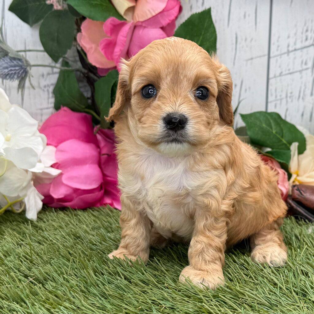 Meet Gilligan!
This sweet Cavapoo pup is full of charm, cuddles, and curiosity and he’s almost ready to set sail on his biggest adventure yet: finding his forever family!
Gilligan will be ready to go home on August 25, so if you’re looking for a loyal first mate with a heart of gold, now’s the time to reach out.
Don't miss your chance to welcome this lovable little guy into your crew!
Give us a call for more info or to schedule a visit!