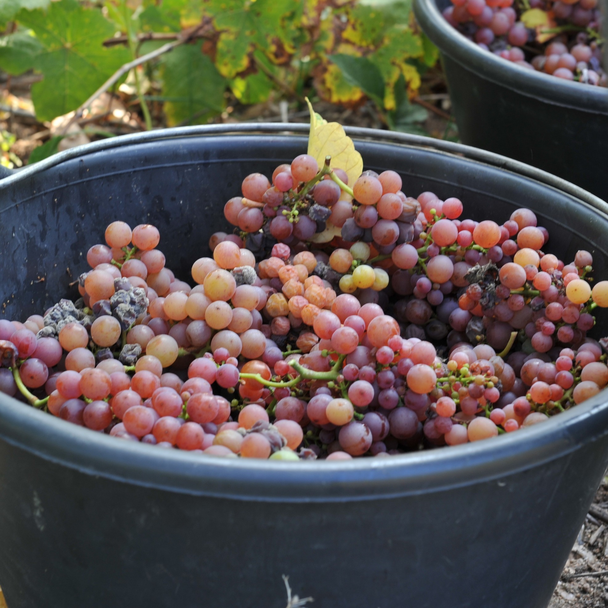 Voici un seau de raisins Gewurztraminer tout juste cueillis pendant les vendanges ! 🍇✨ Chaque grain regorge de saveurs qui, une fois vinifiées, donneront naissance à un Gewurztraminer riche et aromatique !
#vendanges #gewurztraminer #terroir #alsace