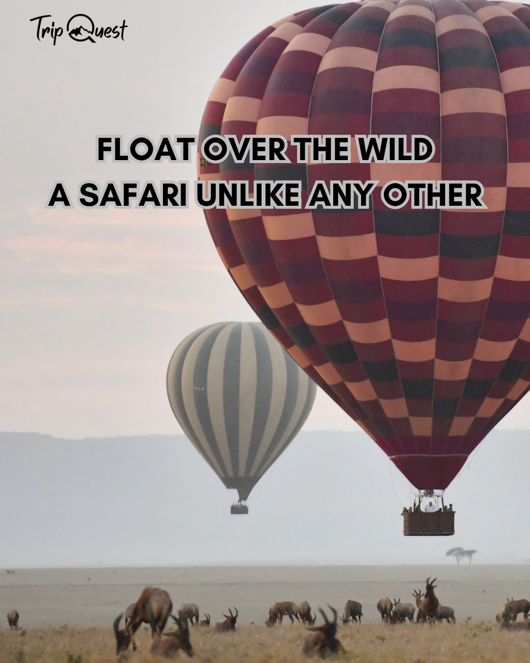 Add magic to your safari.
✨ DM us to reserve your balloon experience.
#TripQuestSafaris #HotAirBalloonSafari #SerengetiSunrise #TarangireViews #NdutuMagic #BucketListExperience