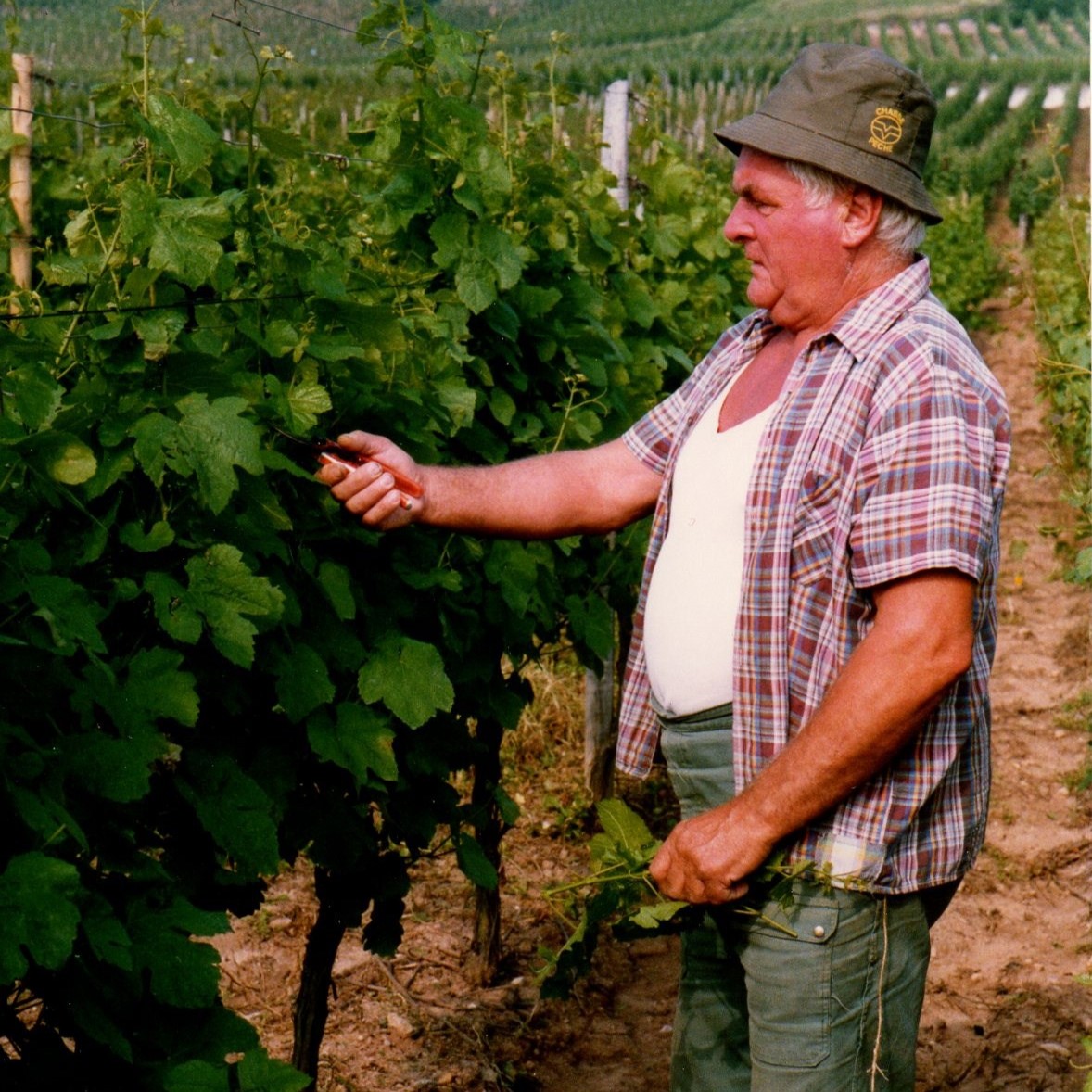 Voici Justin, le grand-père de la famille, pris dans son élément au cœur des vignes. 🍇👨🌾 Son savoir-faire et son amour pour la viticulture sont les pierres angulaires de notre domaine. Chaque grappe de raisin et chaque rangée de vignes portent la marque de son dévouement.
#famille #domainefamilial #winery #vignes