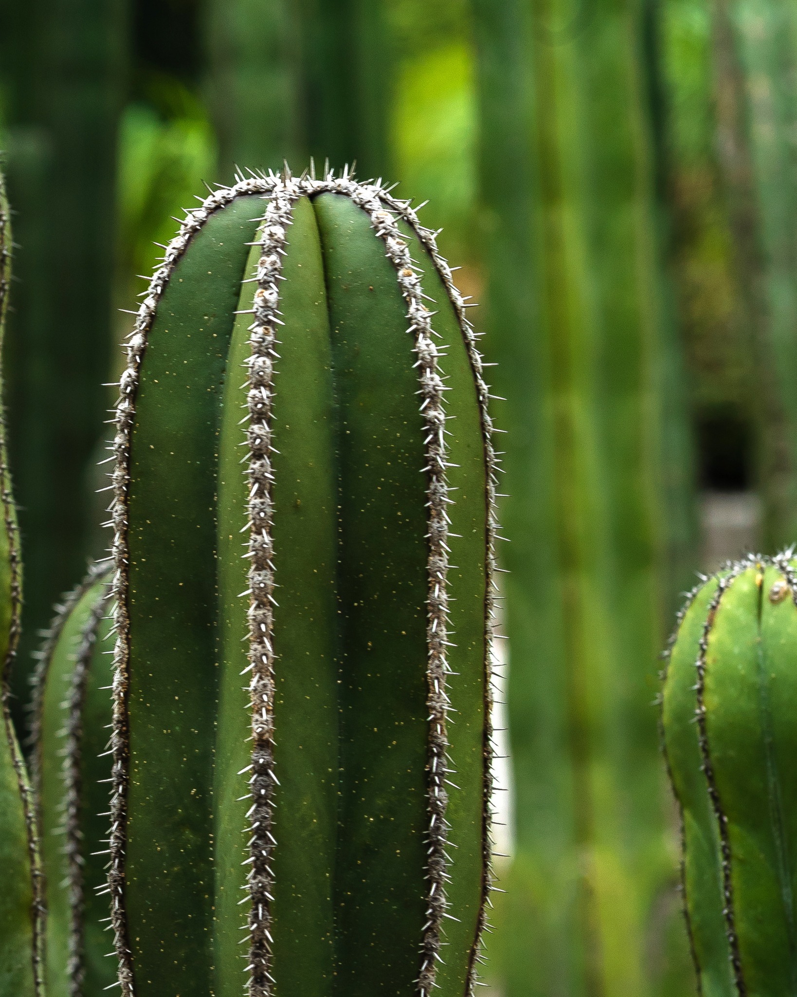 🌵 Every cactus, every bloom, nurtured with care. We design with seasons, local knowledge, and a love for living and regenerative landscapes.