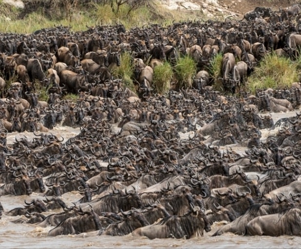The Great Migration in full motion — a breathtaking spectacle of survival and instinct. Thousands of wildebeest surge across the Mara River in Tanzania, braving powerful currents and lurking predators in one of nature’s most dramatic events. Witness the raw beauty, chaos, and courage that define Africa’s greatest wildlife journey. 🐃🌍✨
#GreatMigration #Serengeti #WildebeestMigration #TanzaniaWildlife #NatureWonders #ExploreTanzania #SafariExperience #VisitAfrica #WildlifePhotography #TravelTanzania #traveltanzania🇹🇿