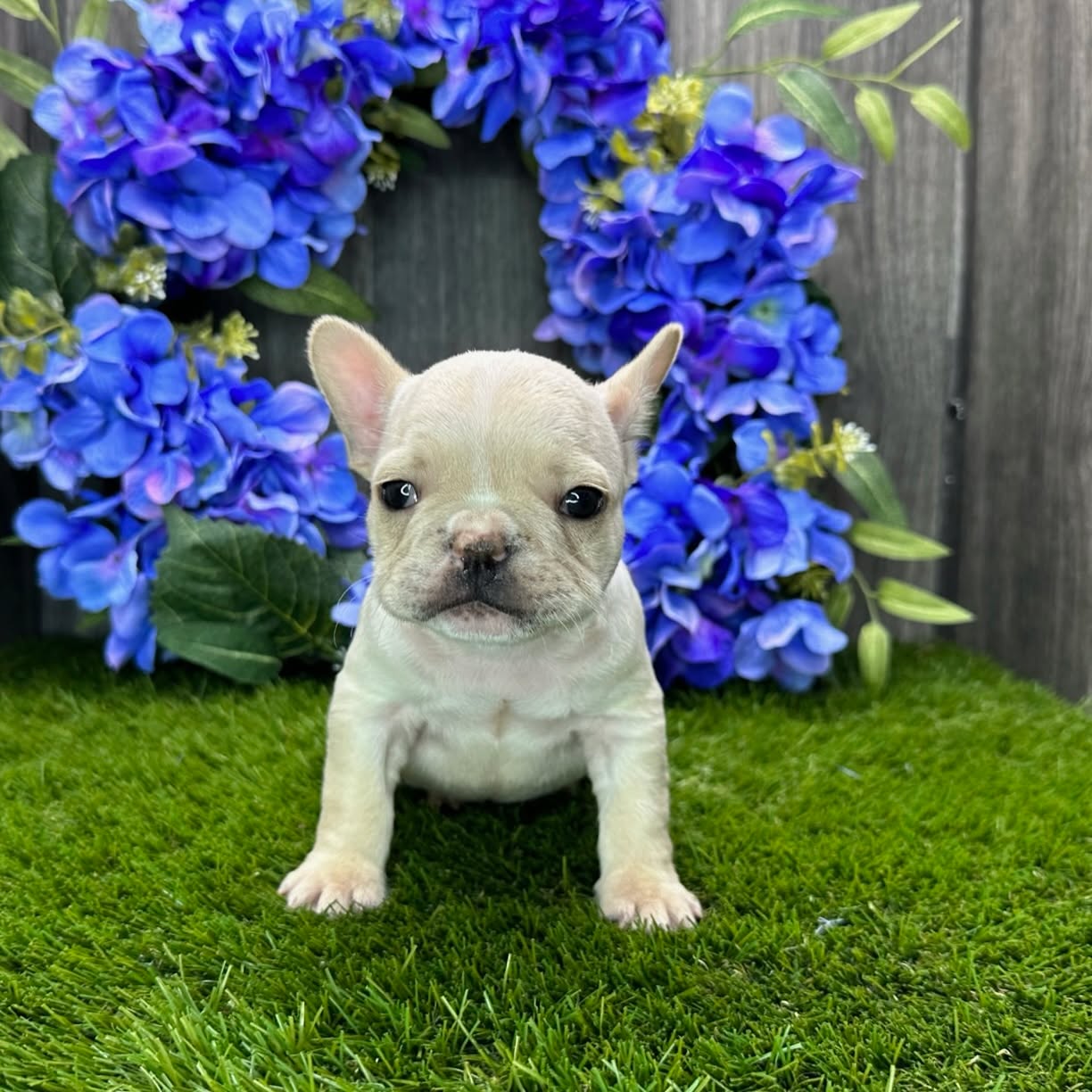 ✨ Keep up with us on YouTube! ✨
Our puppies are learning so much, and we’re capturing it all in short, easy-to-watch videos. Whether you’re here for the training tips, the puppy cuteness, or just want to stay connected with us, our channel is the place to be. 🐶💕
Don’t miss a single update — subscribe here: https://www.youtube.com/@PrestigePetsIN