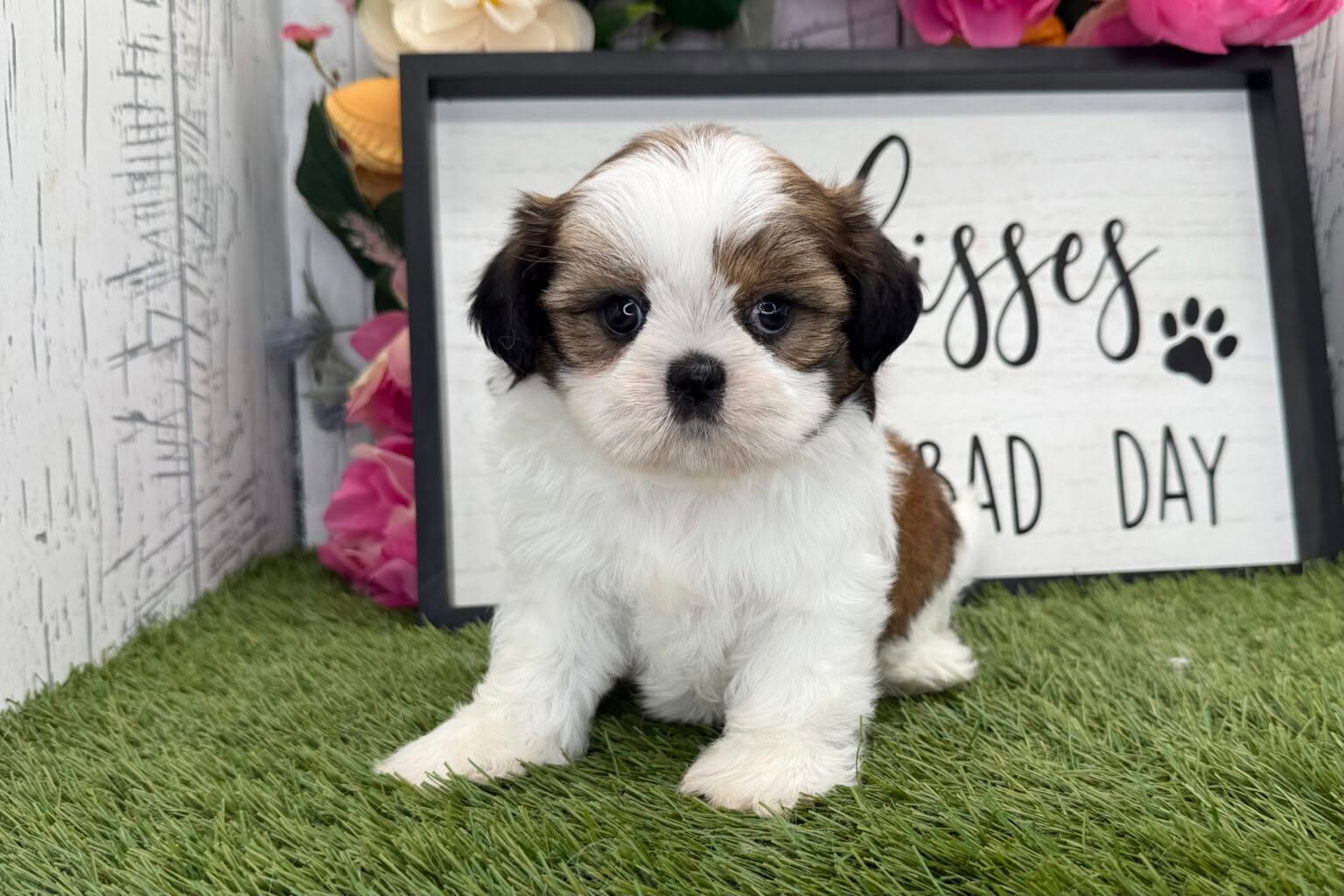 Mary is a Shih Tzu puppy with a heart full of sweetness and a playful sparkle in her eyes. She’s the kind of companion who loves being close, whether it’s snuggling on your lap or following you around the house with her tiny paws pattering along. Mary is ready now to find her forever family—one that will love her as much as she’ll love them.
Want to learn more about Mary and meet the other puppies waiting for their homes? Visit us at https://prestigepets.net