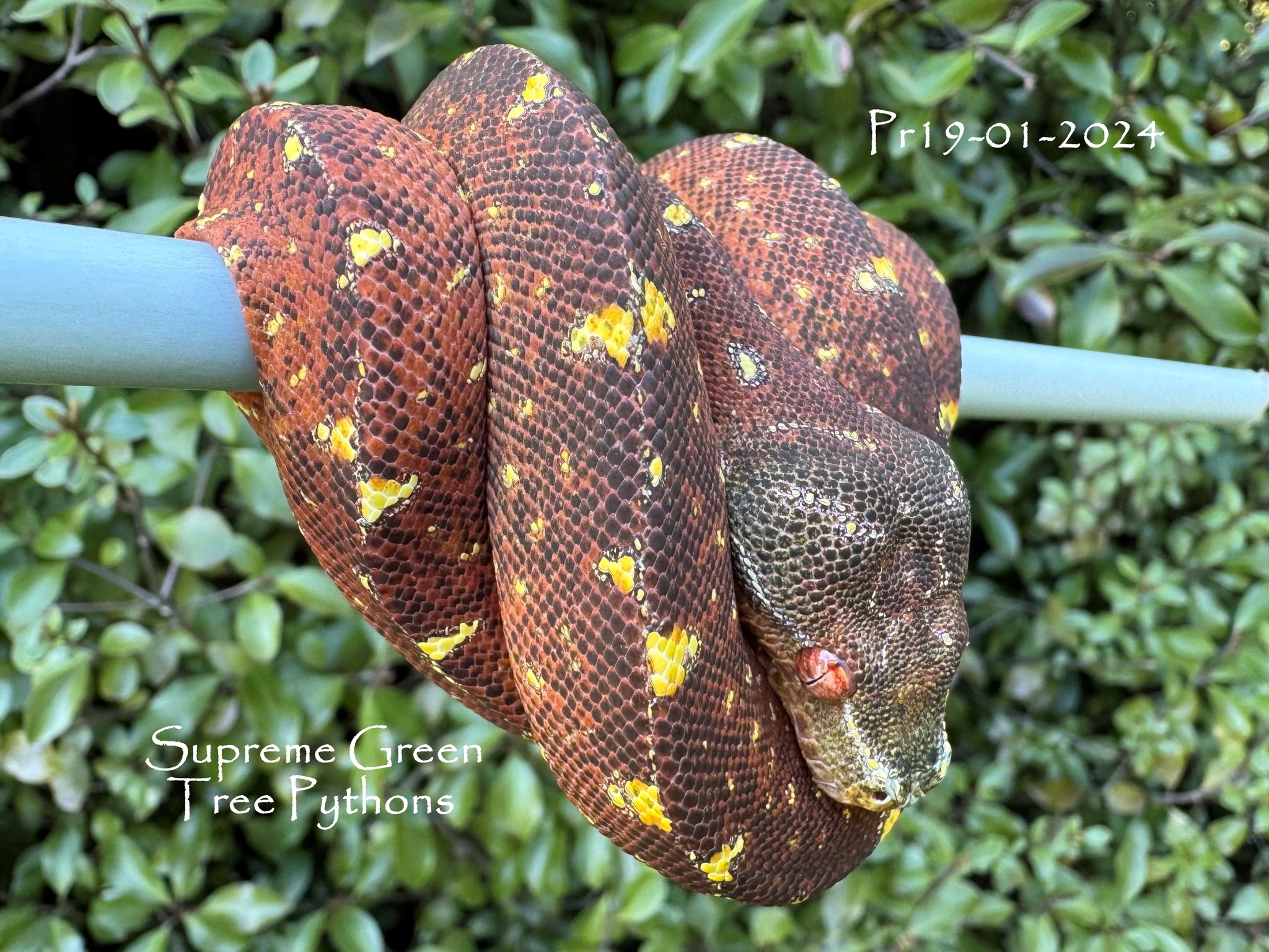 Excited the see the black coming through and hope those golden triangles hold into adulthood 🤞🐍🔥
Pairing #19 Glitch x Redbreast (2024)
#greentreepython #Morelia #moreliaazurea #reptilesofinstagram #reptilesofinsta #chondro #snakesofinstagram #snakesofinsta #chondropython