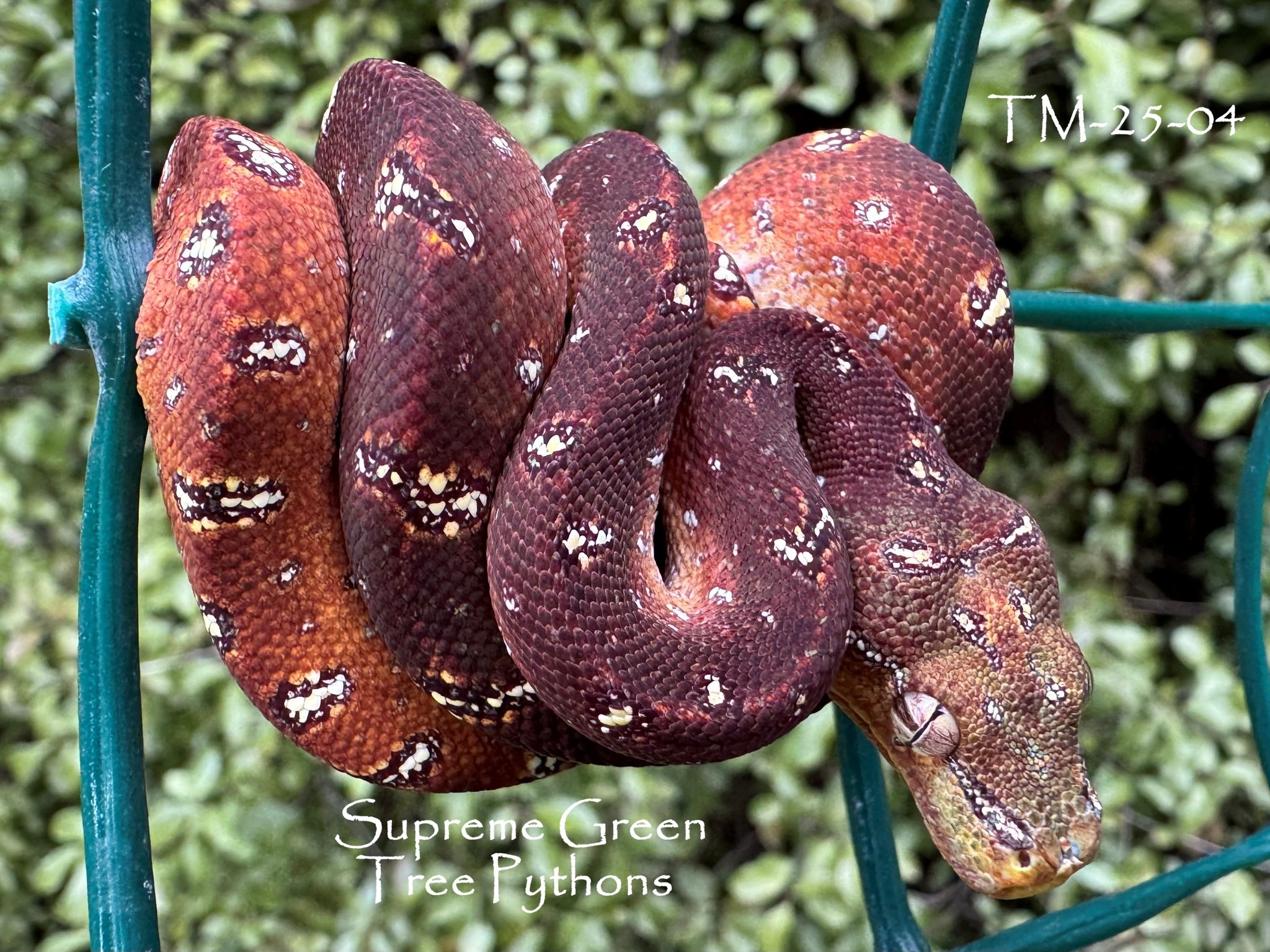 Looking forward to adding these genetics to the mix!
Bred by Troy M.
#greentreepython #Morelia #snakesofinsta #chondropython #snakesofinstagram #reptilesofinstagram #moreliaazurea #chondro #reptilesofinsta