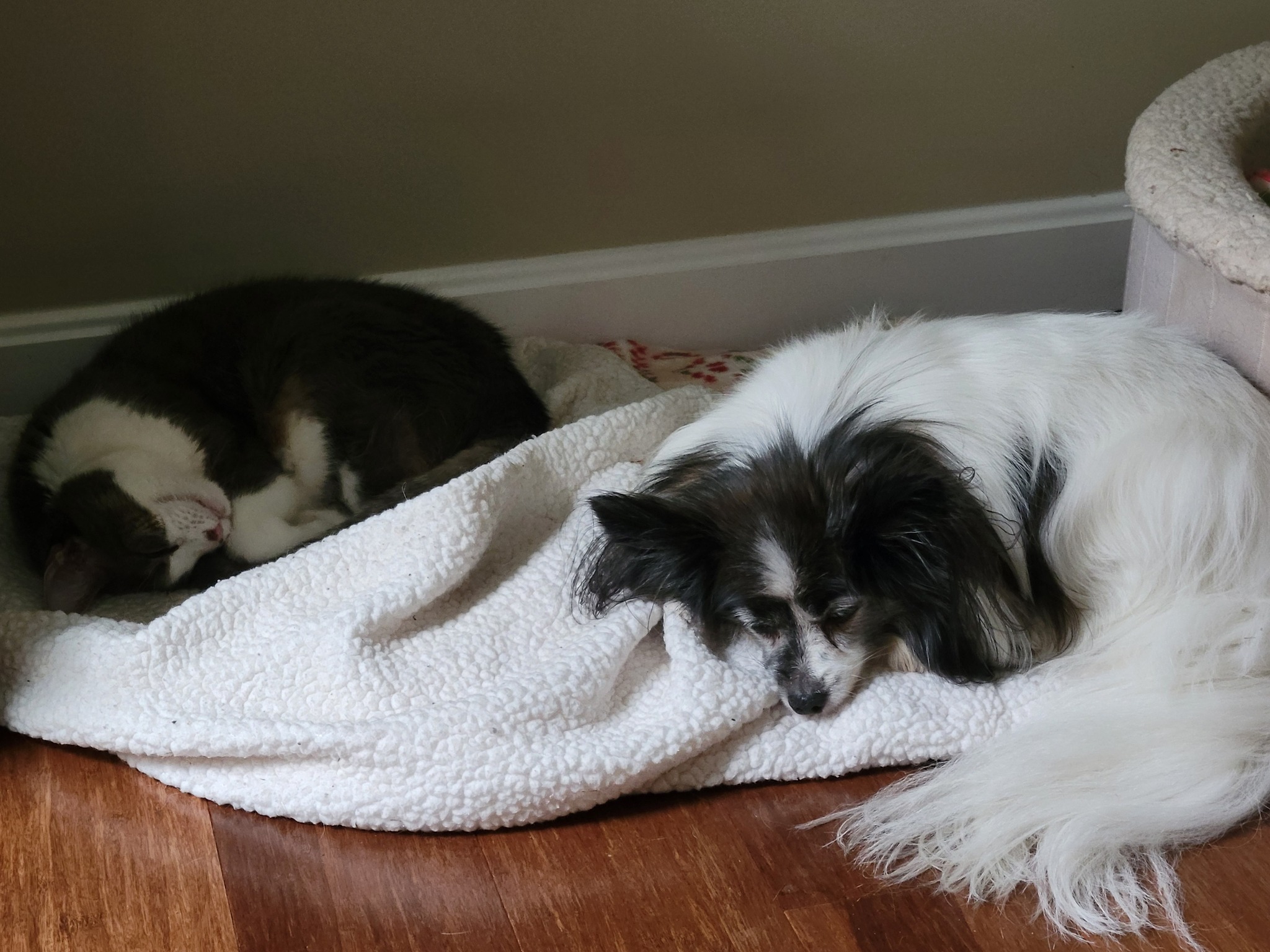 My two girls. Lili the kitty is 17 years young, Kara the papillon is 12. ❤️❤️