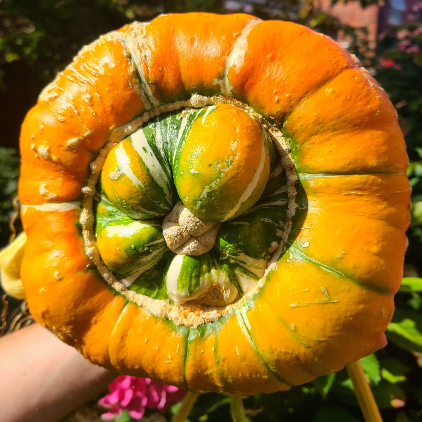 The beautifully coloured turks turban squash!! ππ€© It's going to be delicious!!
Though eating, it is going to be a shame π€£ I'll have to make sure it's a recipe worthy of it π
Next year, I really want more squash plants. It's one of my number one goal. πππ
We still have 2 beds that we didn't end up using, so there is plenty of space for more π
We are excited to let us know garlic is almost back in stock soon π§π§π§ Make sure you're subscribed so you know as soon as they arrive!! #garlic #squash #growyourown #gyo #allotmentlove #organicfood #allotmentuk