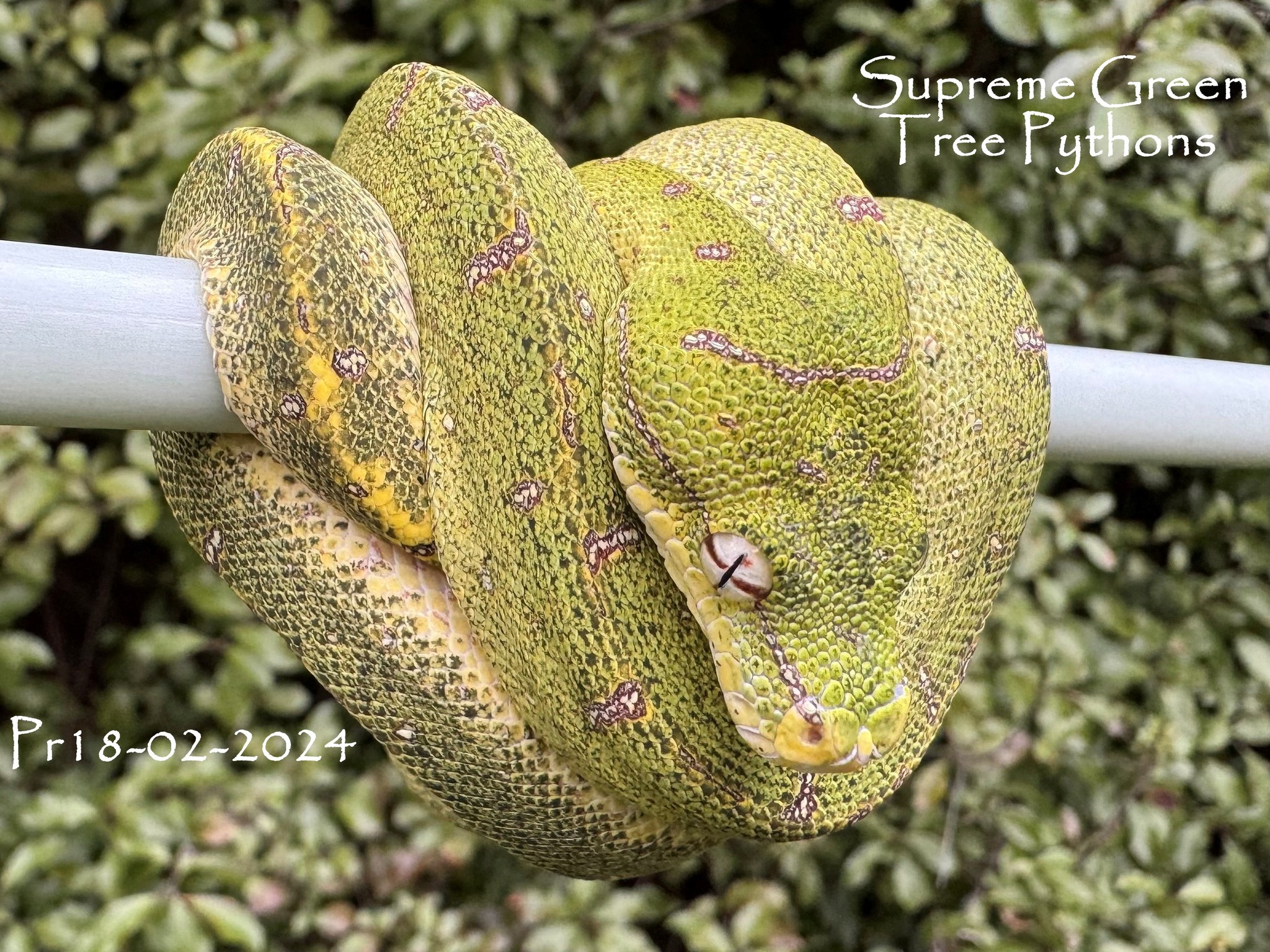Yellow neo going through unusual dark colour change.
Pairing #18 Lagavulin x Glenmorangie (2024)
#chondro #chondropython #snakesofinstagram #reptilesofinsta #Morelia #snakesofinsta #greentreepython #reptilesofinstagram #moreliaazurea