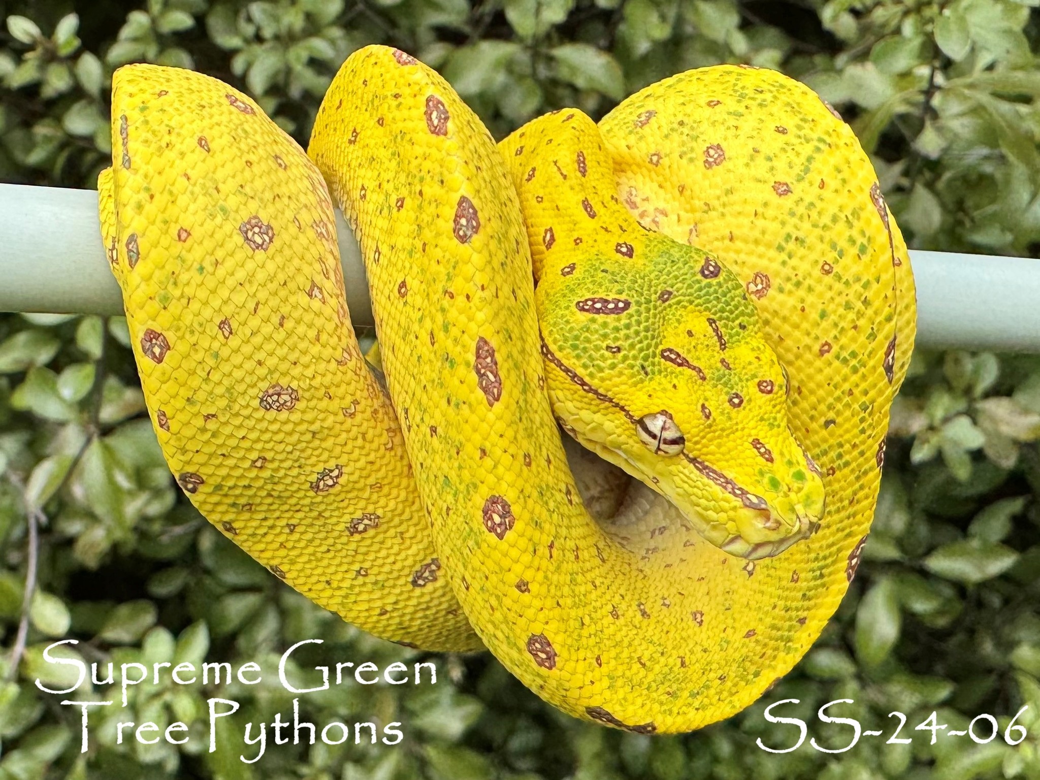 NEW BLOOD!!! Bred by Sue S whose adults originate from Brian Barnett x Peter Krauss animals. Sue has produced some beautiful high yellow animals so 🤞🤞🤞🤞🤞
#moreliaazurea #greentreepython #reptilesofinsta #snakesofinstagram #chondropython #Morelia #chondro #reptilesofinstagram #snakesofinsta #highyellow