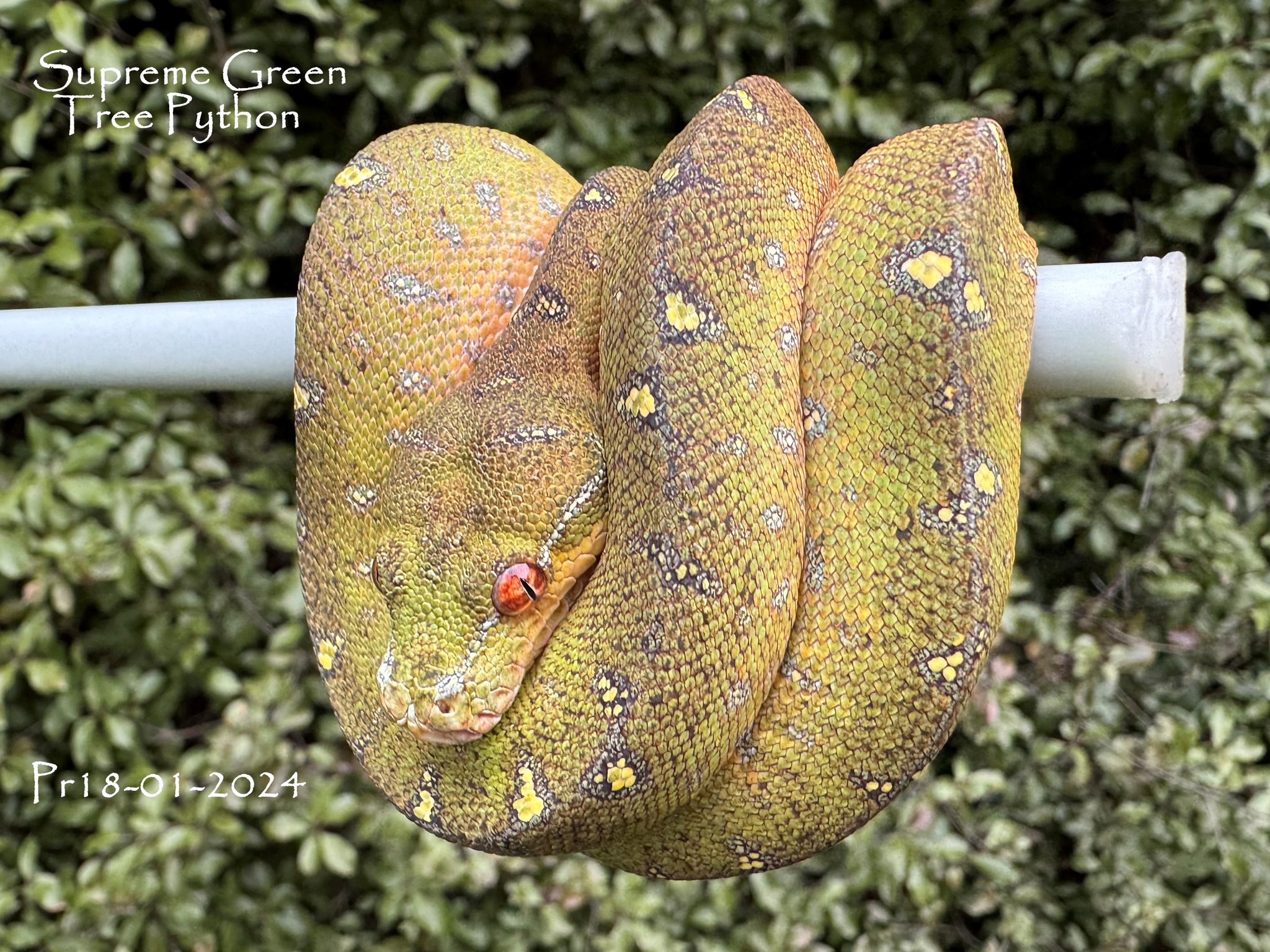 Red hatchy colour change well underway.
Pairing #18 Lagavulin x Glenmorangie (2024)
#snakesofinsta #snakesofinstagram #reptilesofinstagram #moreliaazurea #greentreepython #chondro #chondropython #Morelia #reptilesofinsta