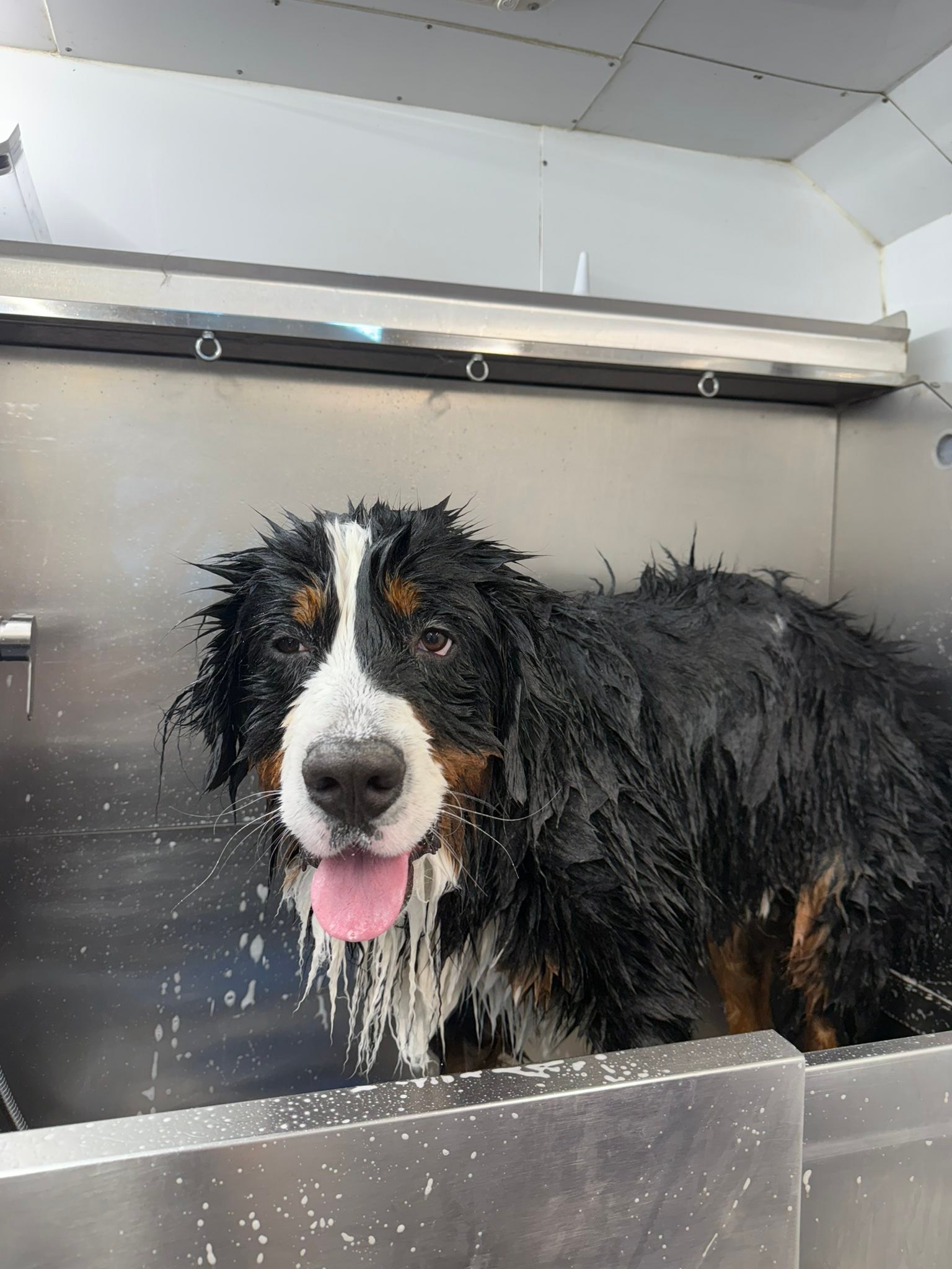 Expert mobile grooming at your home featuring personalized treatment with love and kindness ๐๐ถ#mobilegrooming #agourahills #DogLoversCommunity๐พ๐