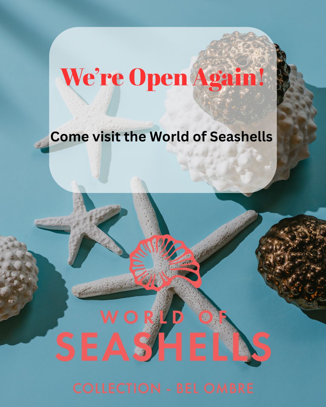 The doors are open and the shells are waiting! ð
World of Seashells is now officially reopened.
Come enjoy a unique visit filled with discovery, beauty, and sea-inspired stories.
ð Bel Ombre, Mauritius
ð Open daily
#WorldOfSeashells #MuseumReopened #BelOmbre #MauritiusMuseums #FamilyActivity