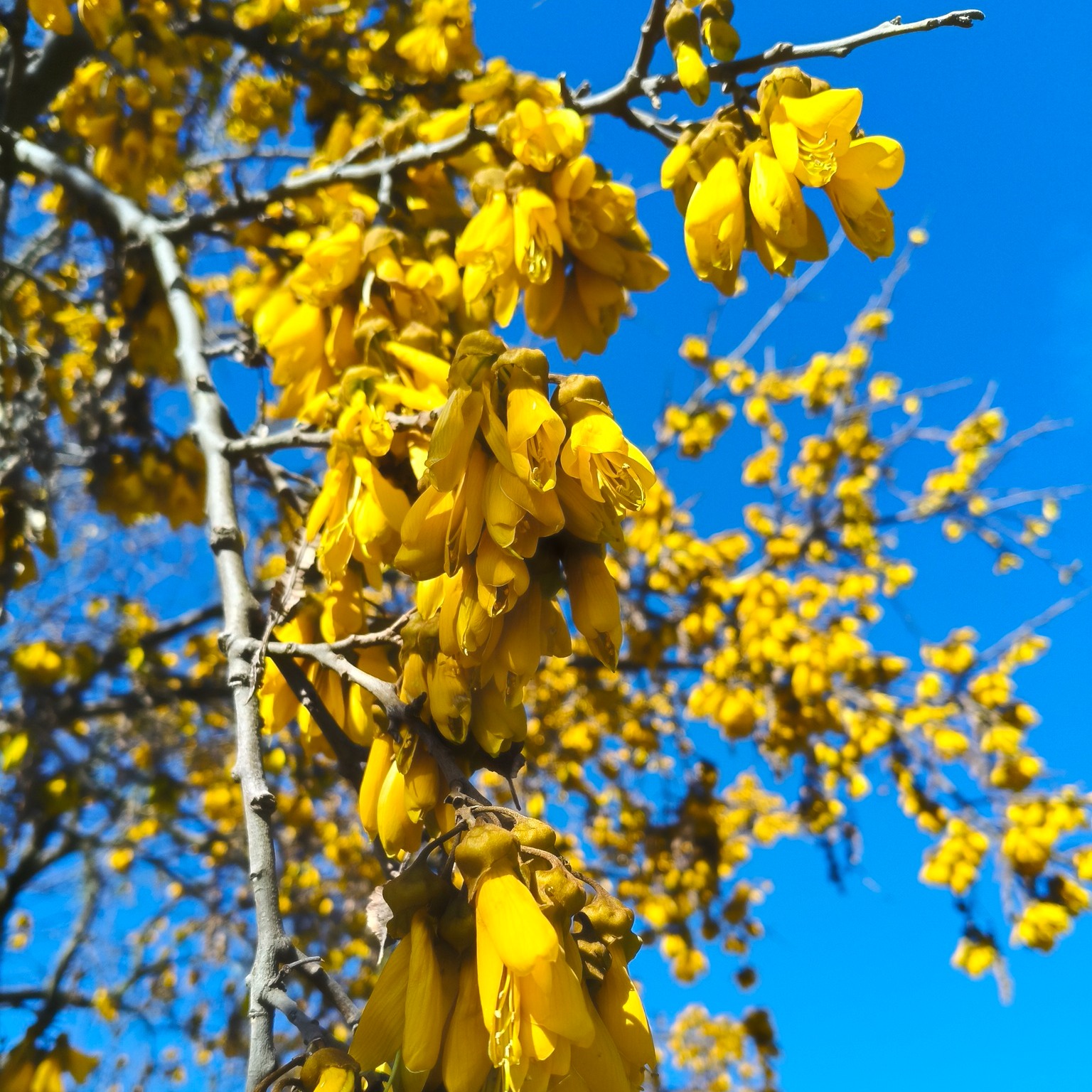 Kowhai are flowering and what a stunning tree they are. Bellbirds (korimako) and other nectar feeding birds love the nectar, but did you know that kereru also spend a lot of time on them? In late winter kereru are short of fruit so "graze" on kowhai leaves and buds.