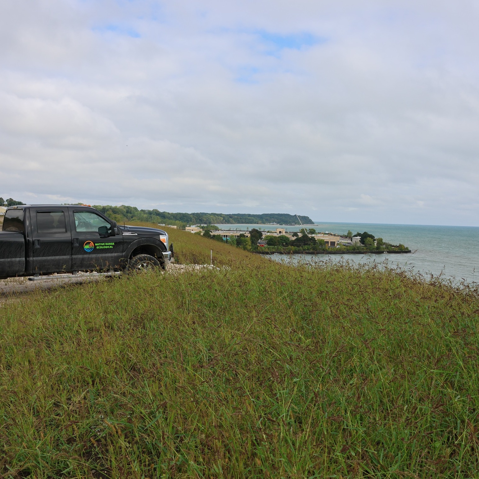 Regular monitoring is essential to the long-term success of restoration projects. We visit each site multiple times per growing season, allowing us to identify issues early and implement best management practices—especially in sensitive areas like Lake Michigan bluffs and stormwater facilities.
Here are two current projects where our monitoring efforts have directly improved management practices. Native plants are beginning to establish at both sites, and we're already seeing native flowers bloom in the first year—a promising indicator of healthy progress.
The first set of photos features a site ready for a maintenance mow. Annual weeds are a common challenge in restoration, but strategic mowing helps keep them in check.
The second site was recently mowed to suppress annual weeds and provide native plants the space they need to develop strong roots and establish.
Monitoring also brings unexpected moments. During a recent visit in Dane County, we spotted a snow goose—a delightful reminder that nature always holds surprises.