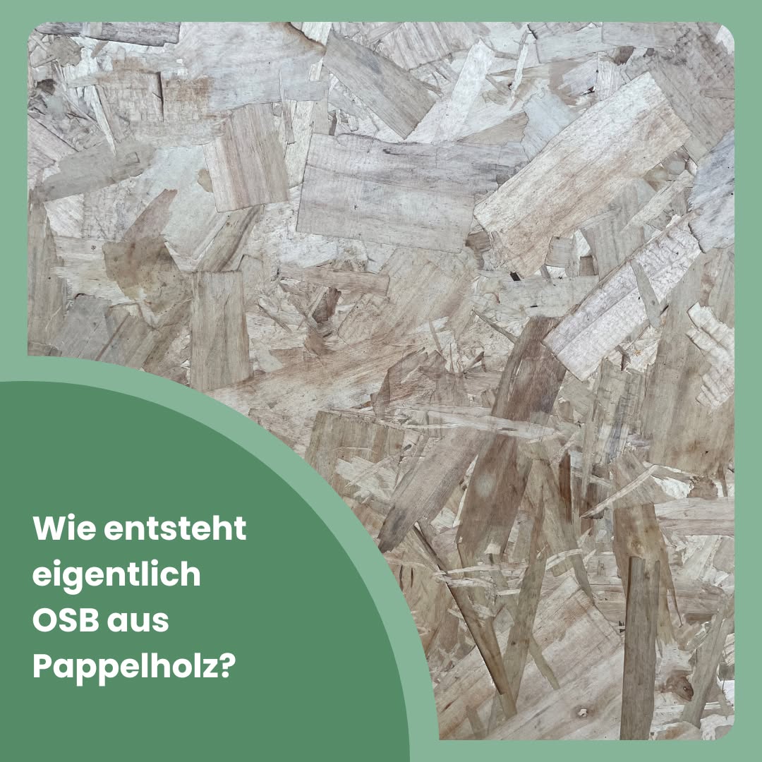 Am Fraunhofer WKI wird Pappelholz zu OSB (Oriented Strand Board) verarbeitet und getestet. OSB aus Pappelholz sind besonders leicht und nahezu geruchsneutral – Eigenschaften die sie für viele Anwendungen interessant machen.
Doch wie entsteht eigentlich OSB?
Nach der Ernte wurden die Stämme im Polter getrocknet, in 80 cm große Abschnitte zersägt und zum Fraunhofer WKI transportiert. Hier werden die Pappeln im Rahmen des Projekts zu OSB verarbeitet.
Zuerst werden die Stämme entrindet, zerteilt und zerspant. Die so entstehenden Strands werden der Größe nach sortiert, getrocknet und beleimt. Anschließend werden sie zu Strandmatten gestreut und unter Hitze und Druck verpresst. Bei 200°C und 1,2N/mm² entsteht eine stabile Platte, da der Klebstoff polymerisiert und die Strands dauerhaft verbindet. Zum Abschluss werden die Kanten besäumt – und fertig ist die leichte OSB aus Pappelholz.