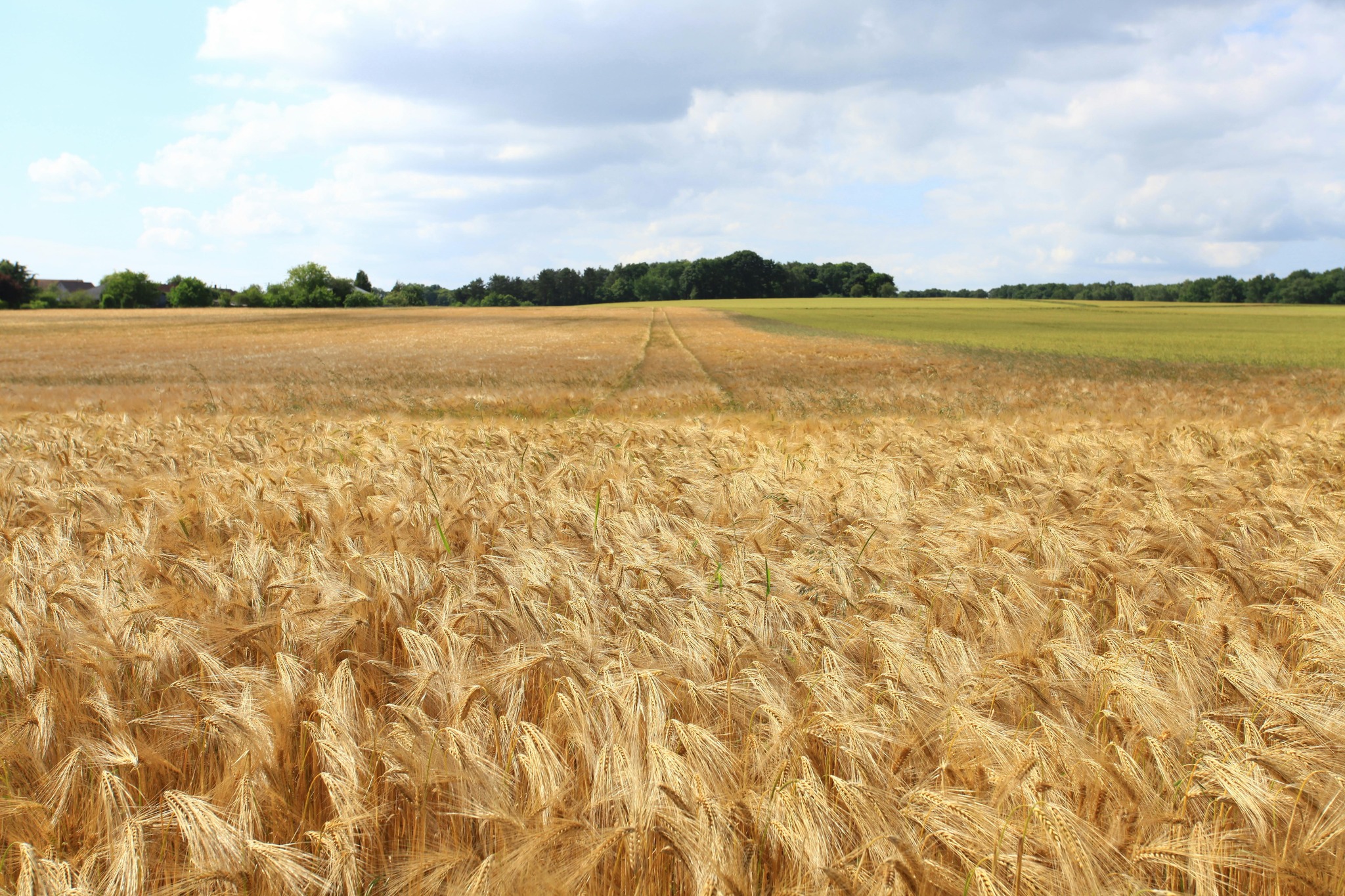🌾 ORTILUS – Orzo Distico SEMETICA 🌾
Oggi vi parliamo di Ortillus, la varietà di orzo distico firmata Semetica, pensata per garantire produttività, resistenza e qualità agronomica.
✅ Caratteristiche principali:
Alternativo e precoce
Ottima resistenza al freddo e all’allettamento
Altezza medio-bassa per una coltivazione sicura
Spiga distica ad alta fertilità
📈 Valore agronomico:
Elevata adattabilità
Buona capacità di accestimento
Peso specifico eccellente
Produttività superiore
👉 Con Ortillus porti nei campi innovazione e affidabilità, per raccolti di valore e sostenibili.
🔗 Scopri di più su https://www.semetica.it/ortilus
CATALOGO 2025 👉 https://lc.cx/os7kBN
#Semetica #OrzoDistico #Ortillus #Agricoltura #Innovazione #Cereali #Campagna2025