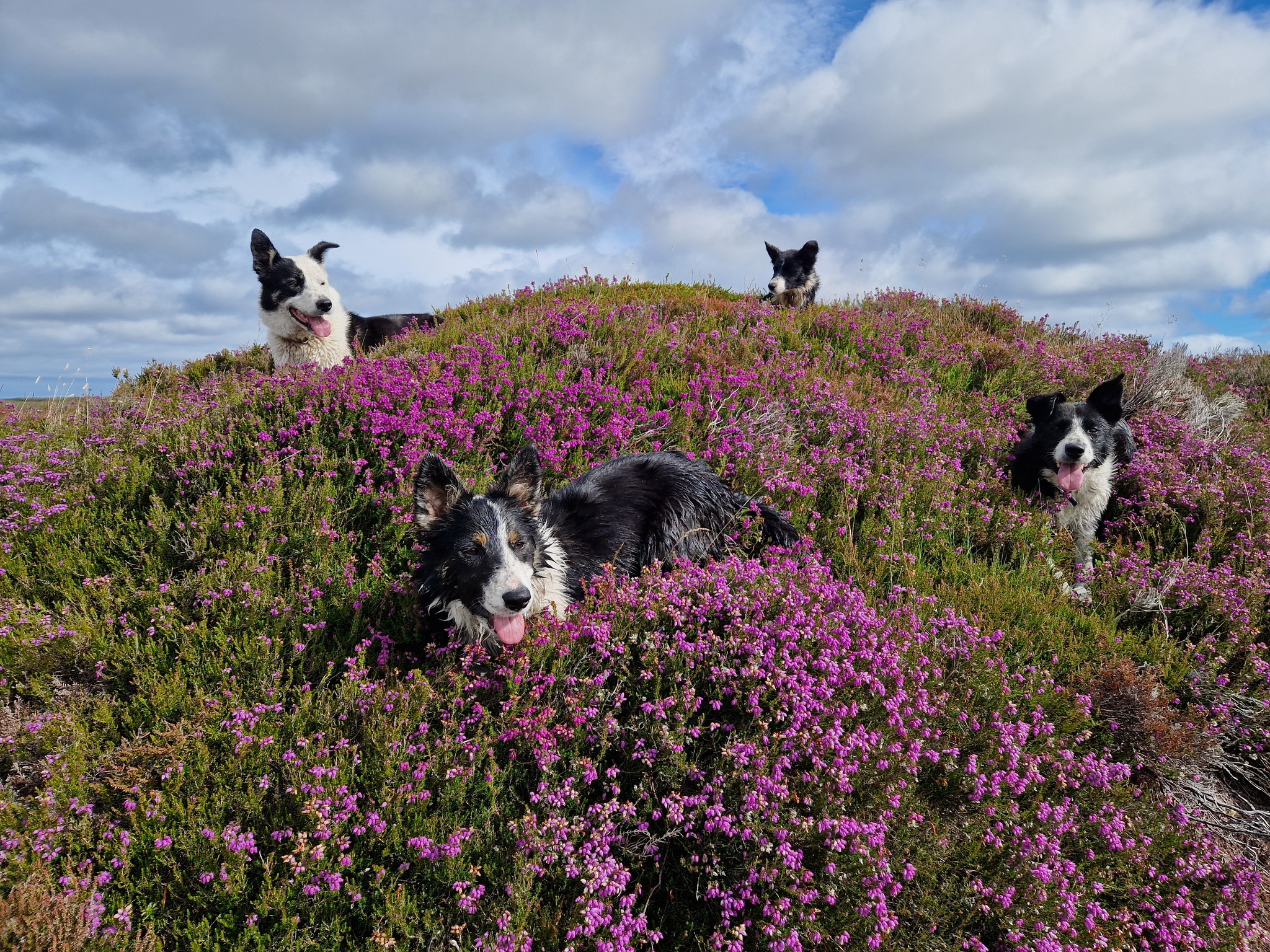 North Lewis isn't just for us humans to enjoy, it's the perfect place for our four-legged friends to explore too! đž
Whether splashing about on the beach or exploring moorland, there are so many adventures to be had with our furry best friends. Just look at how happy these gorgeous pooches look rolling in the heather đĽ°
Please remember that dogs should be kept on a lead where there is livestock and don't forget to pack those poo bags!
đ¸ Christina Macleod (Adult winner of the 2026 Urras Oighreachd Ghabhsainn Calendar - calendar available to buy now! Visit @urrasog to find out more)
#visitnorthlewis #northlewis #isleoflewis #outerhebrides #mansbestfriend #explorescotland #explorethehebrides