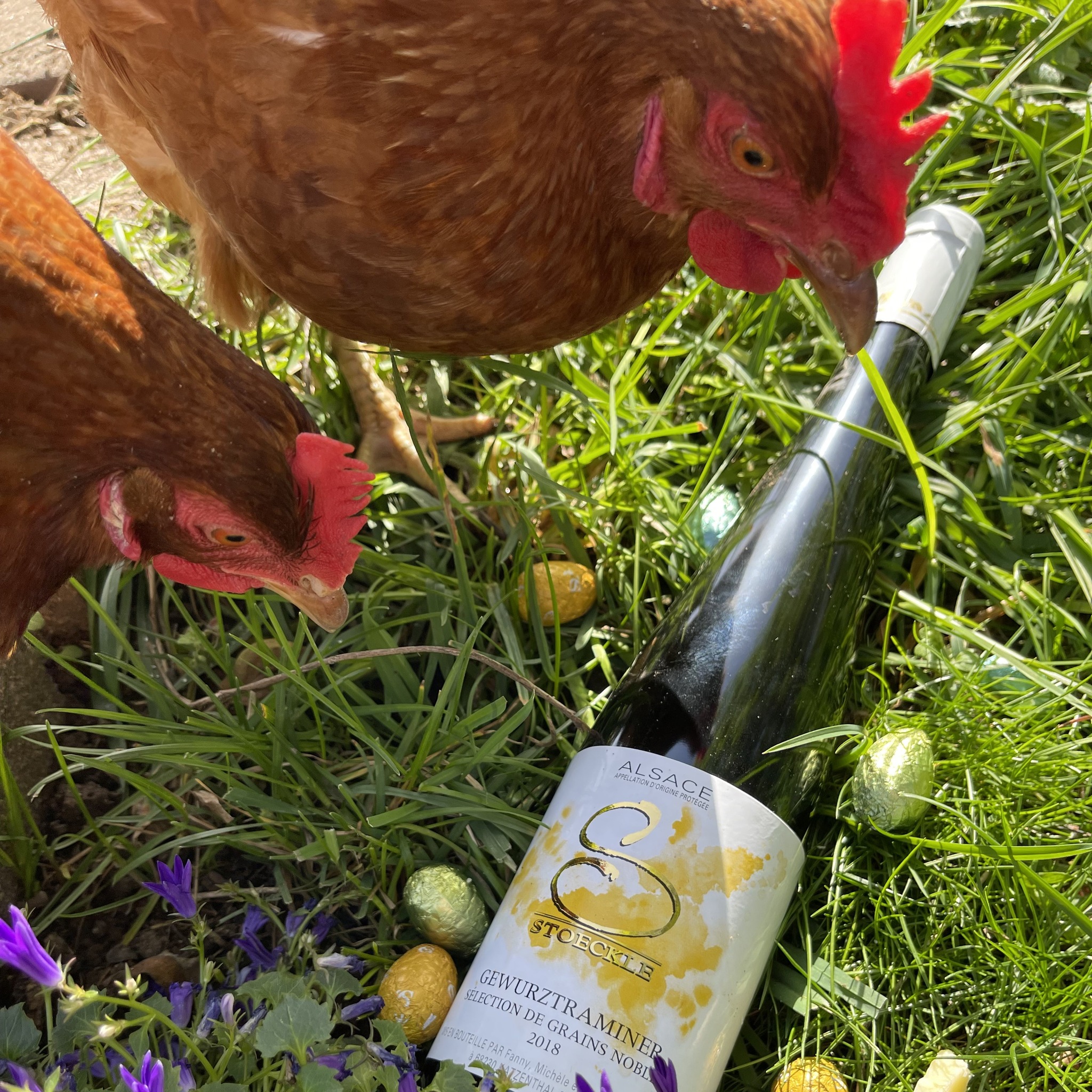 Les poules étaient à la recherche de leurs œufs 🐔🥚... et devinez quoi ? Elles ont trouvé un Gewurztraminer Sélection de Grains Nobles ! 🍇✨ Pas sûr qu'elles aient compris leur chance, mais nous, on sait qu'elles ont trouvé un vrai trésor !
#poule #happy #winelover #surprise