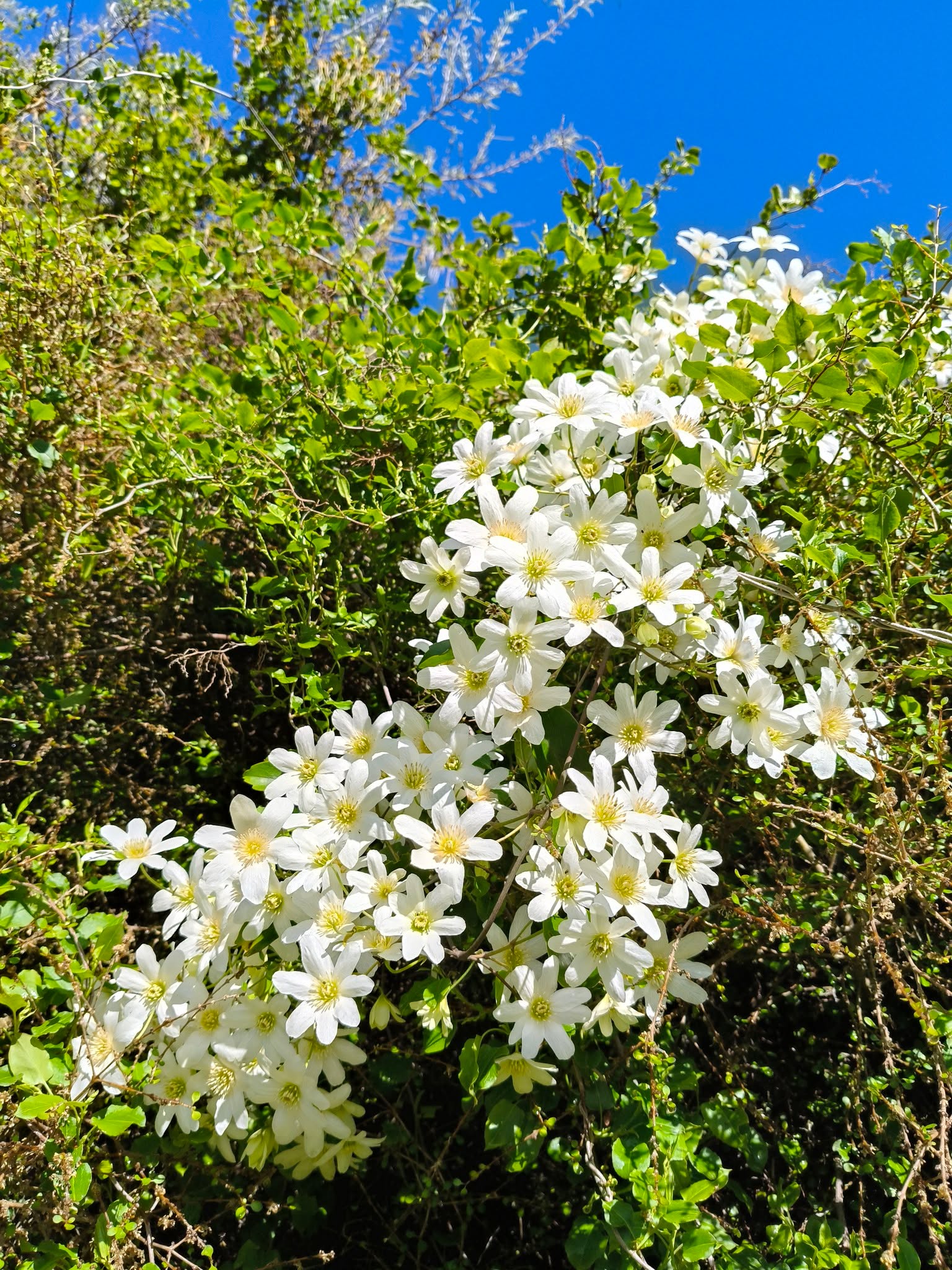 Two very different native clematis growing side by side at Matawai Park - leafy with white flowers vs leafless with green flowers. Take a stroll and see if you can find them.