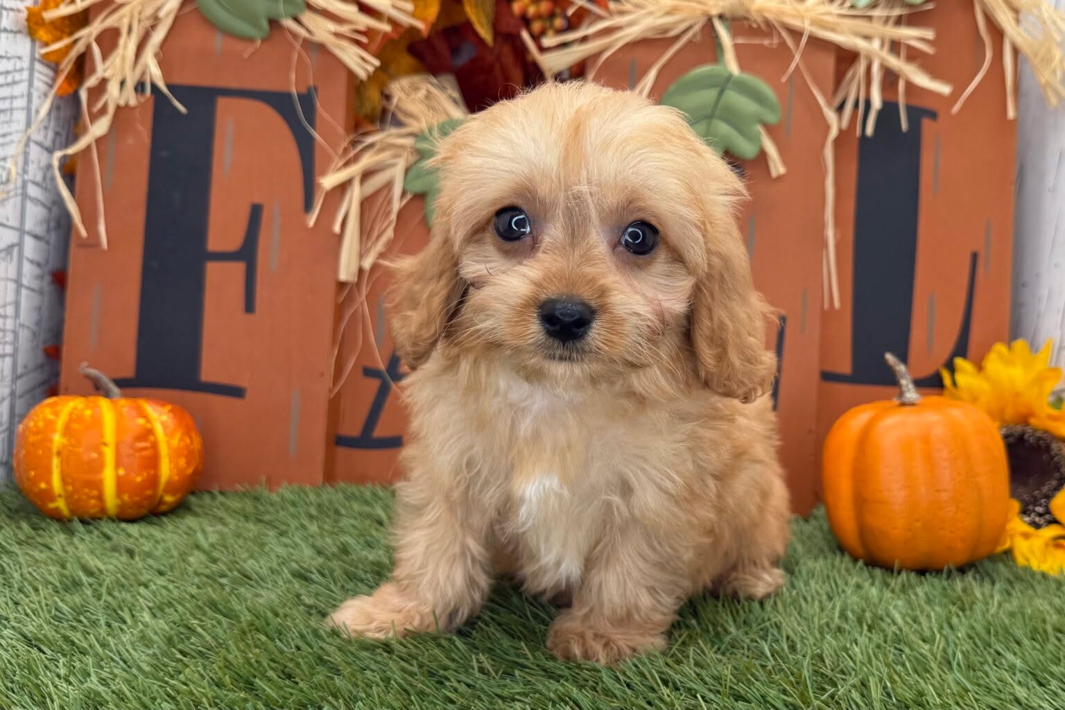 Meet Nugget — a handsome Cavapoo boy who’s ready to bring love, laughter, and a whole lot of cuddles to his forever home!
Nugget has that perfect mix of playful energy and sweet snuggle-bug charm that Cavapoos are known for. Whether it’s chasing a ball or curling up beside you after a long day, Nugget is happiest when he’s with his people.
He’s now ready to meet his forever family — could that be you?
Learn more about Nugget and our other available puppies at https://prestigepets.net.