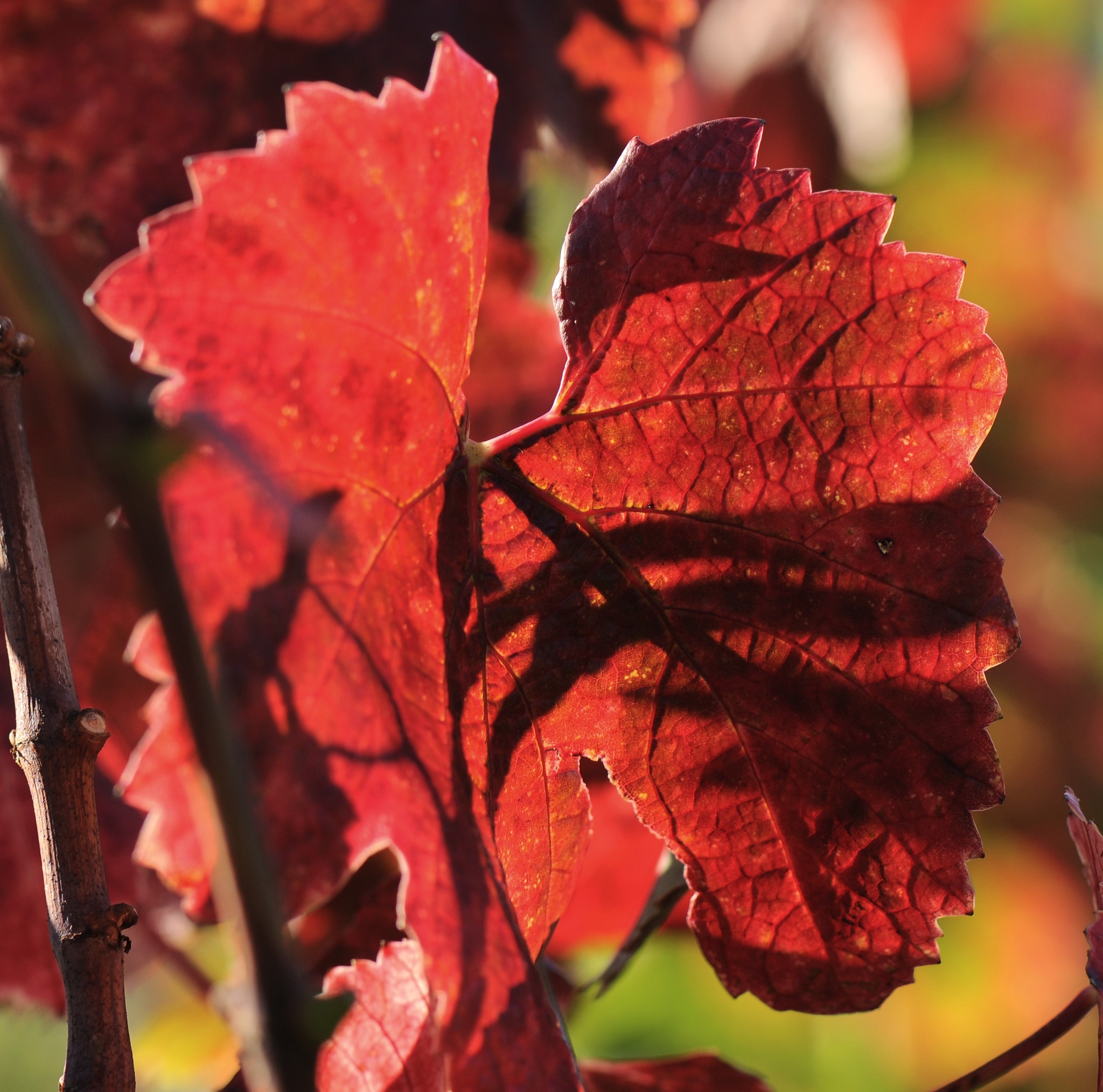 Les plus belles couleurs d'automne sortent 🍁🍇, habillant les vignes de teintes dorées et rouges. Un moment idéal pour profiter d'une dégustation, entouré de cette beauté éphémère !
Photographe : Christophe Dumoulin
#winetime #automne #vignes #domainefamilial