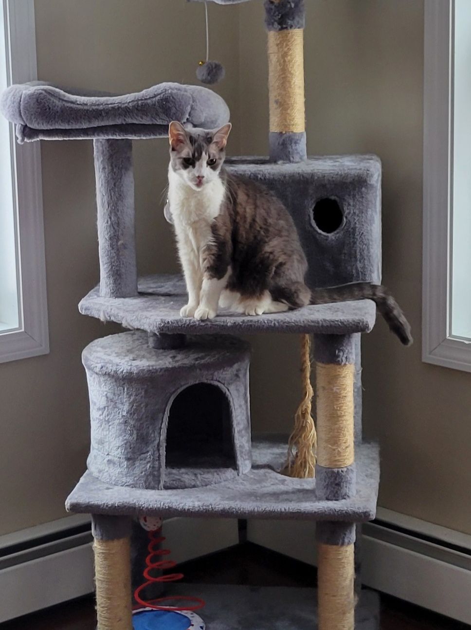 Thank you to everyone who sent love, light and offerd condolences with the loss of our very special kitty Lili. She was and forever will be one of a kind, she gave us so many loving memories, her love will live forever in our hearts.