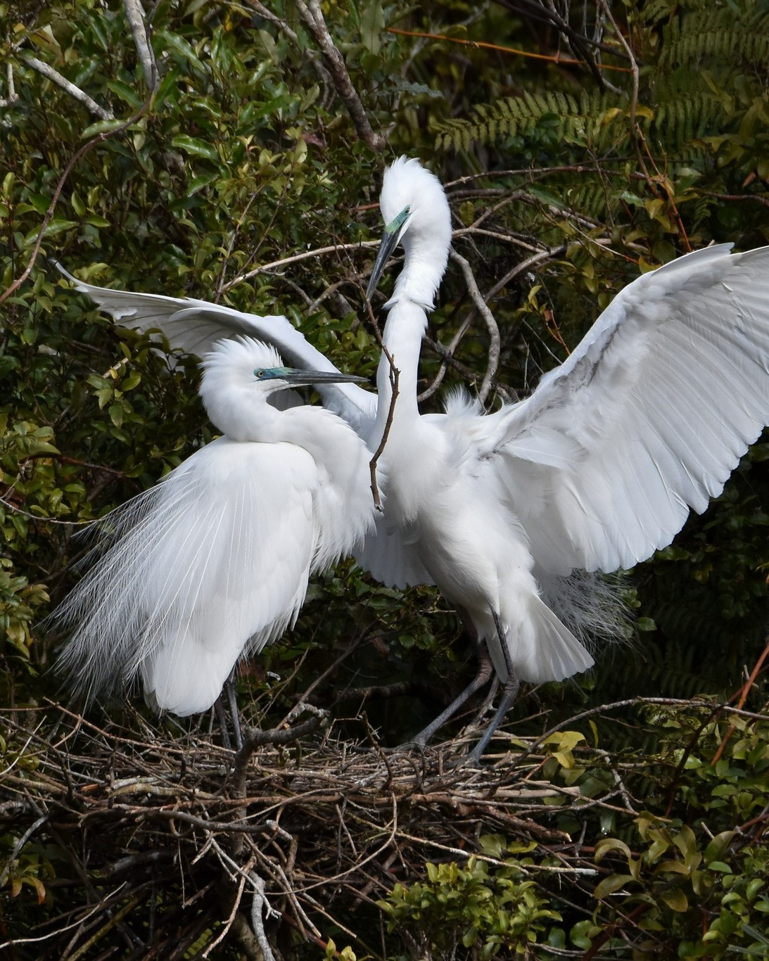 Kōtuku pairs gettin' nesty! 🪺
#nestbuilding #kotuku #whiteheron #whiteheroncolony #whiteherontours #whiteheronsanctuary #waitangirotonaturereserve #glaciercountrynz #whataroa #birds #birdsnz #birdtours #birdsanctuarynz #birdwatchingtour #birdphotography #birdphotographer #birdsofnz #birdlover #predatorfree #naturenz #nznaturetour #naturetourism #conservation #wildlifenz #wildlifephotographer #franzjosef #westcoastnz #southislandnz #mustdonz #purenz