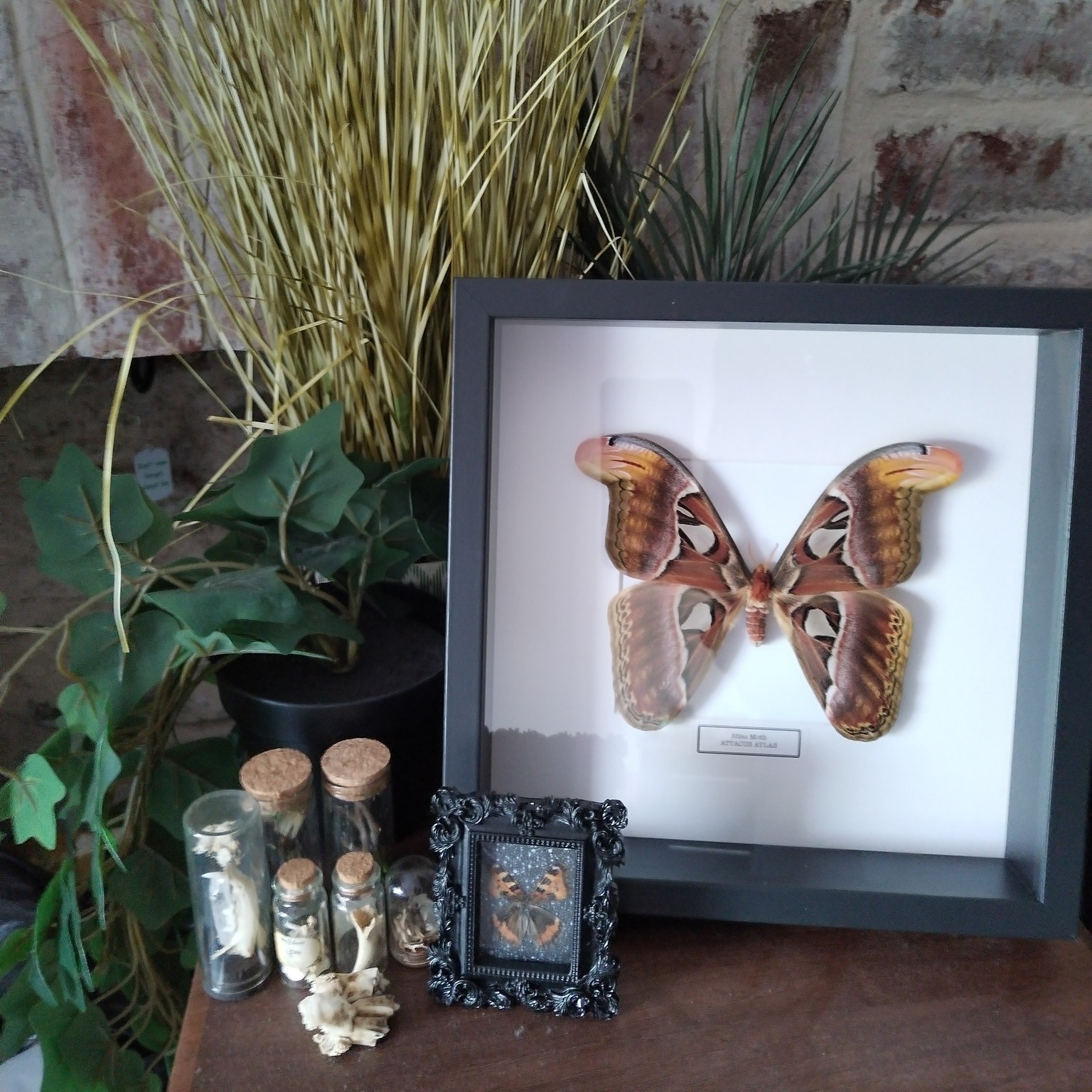 🦋✨ Customer Showcase ✨🦋
We absolutely love seeing how you style your pieces! This stunning Atlas Moth display has found the perfect home — surrounded by natural textures, curiosities, and lush greenery 🌿
The Atlas Moth (Attacus atlas) is one of the largest and most striking moths in the world, and it looks right at home in this gorgeous setup. A huge thank you to our lovely customer for sharing this photo and for giving this piece such a beautiful space to shine. 💛
Have you styled one of our creations in your home? Tag us or send them in — we’d love to feature your display next!
#AtlasMoth #CustomerFeature #CuriosityCabinet #NaturalHistoryDecor #ButterflyArt #TaxidermyStyle #HomeDecorInspo