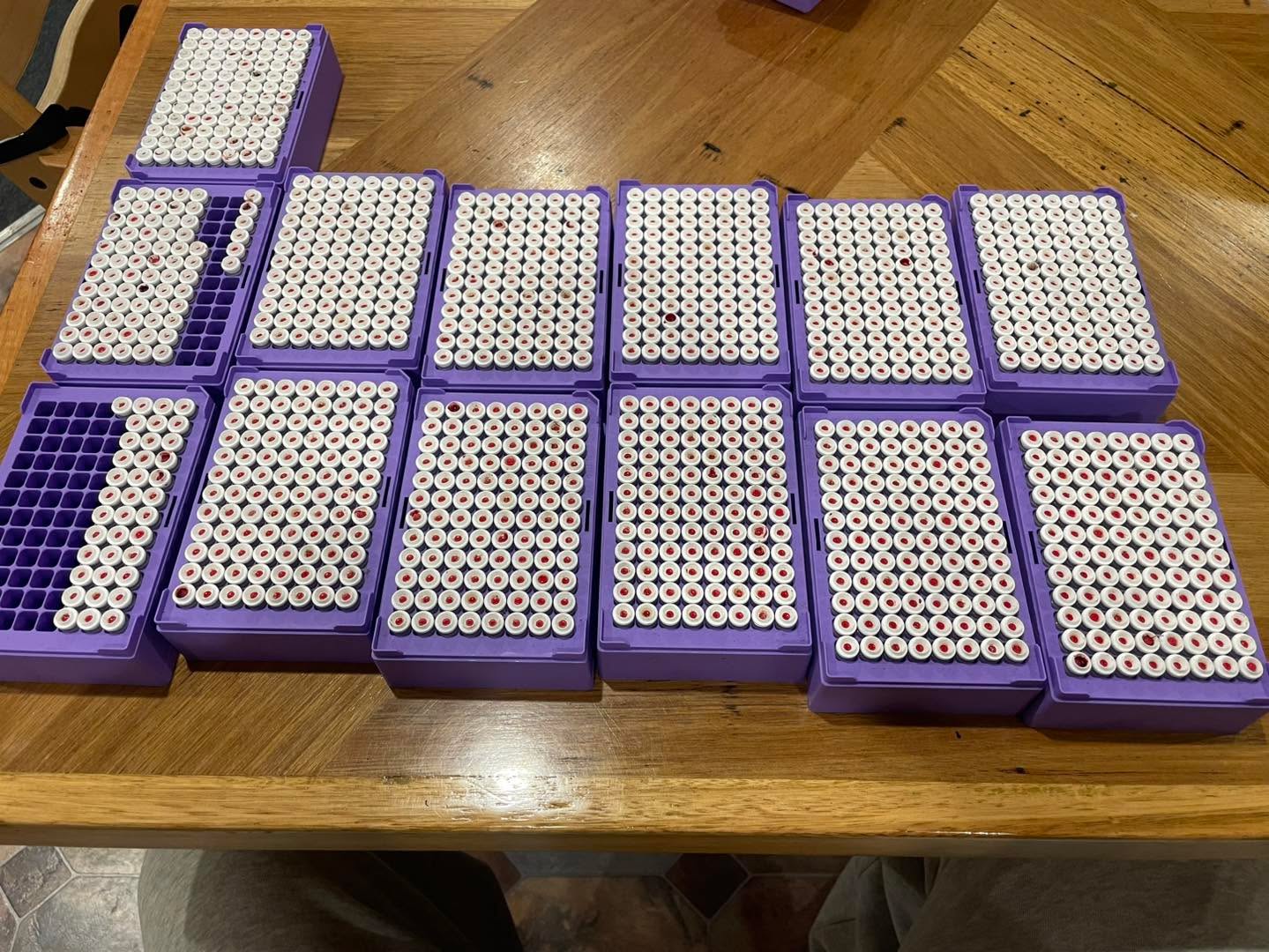 Not all data is the sameโฆ
Weโve just wrapped up another big round of genomic testing โ more than $30,000 worth of tests collected from our stud lambs at weaning which will drive accuracy and decision making in the future.
That brings the Kurra-Wirra database to over 8,500 genomic tests โ representing an investment of more than $250,000 in genetic accuracy.
Our commitment to measurement and detail has positioned Kurra-Wirra among the Top 5 Merino studs in Australia for data quality.
When we say Measured to Perform, we mean it.
๐
Ram Sale โ November 3rd
๐ 150 industry-leading Merino rams on offer
https://www.kurrawirra.com.au/event-details/kurra-wirra-measured-to-perform-merino-ram-sale-2025
#KurraWirraMerinos #MeasuredToPerform #GenomicData #MerinoGenetics #PerformanceProven
