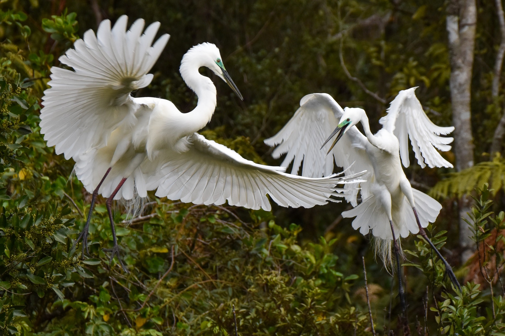 🤩 Plenty of chasing action - with dramatic croaks and sudden bursts of flight, as the Kōtuku compete for nest sites and partners at their Waitangiroto Sanctuary 🥰
#kotuku #kōtuku #whiteheron #whiteheronnz #whiteheronsnz #whiteherontours #whiteheronsanctuarytours #whiteheronsanctuary #waitangirotonaturereserve #whataroa #glaciercountry #westcoastsouthisland
