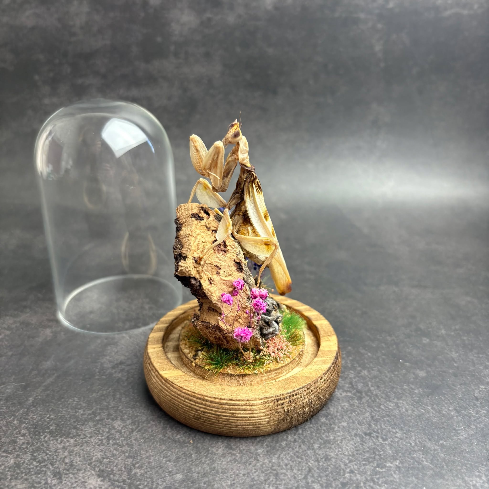 🕷️✨ Customer Commission ✨🕷️
This beautiful custom piece was created to celebrate two very special pets — an orchid mantis and a jumping spider! 🌸🕸️
We absolutely loved bringing these little characters together under glass, combining delicate florals and natural textures to create a display that captures their charm perfectly.
Every commission is a chance to tell a unique story — whether it’s a beloved pet, a favourite species, or a personal curiosity piece, we love crafting something truly one of a kind.
Interested in your own custom dome? All information can be found under pet services on the website. We do have a waitlist right now but we are getting through them 💛
#CustomArt #CuriosityCabinet #InsectArt #PetMemorial #OrchidMantis #JumpingSpider #NaturalHistoryArt #HandcraftedCuriosities