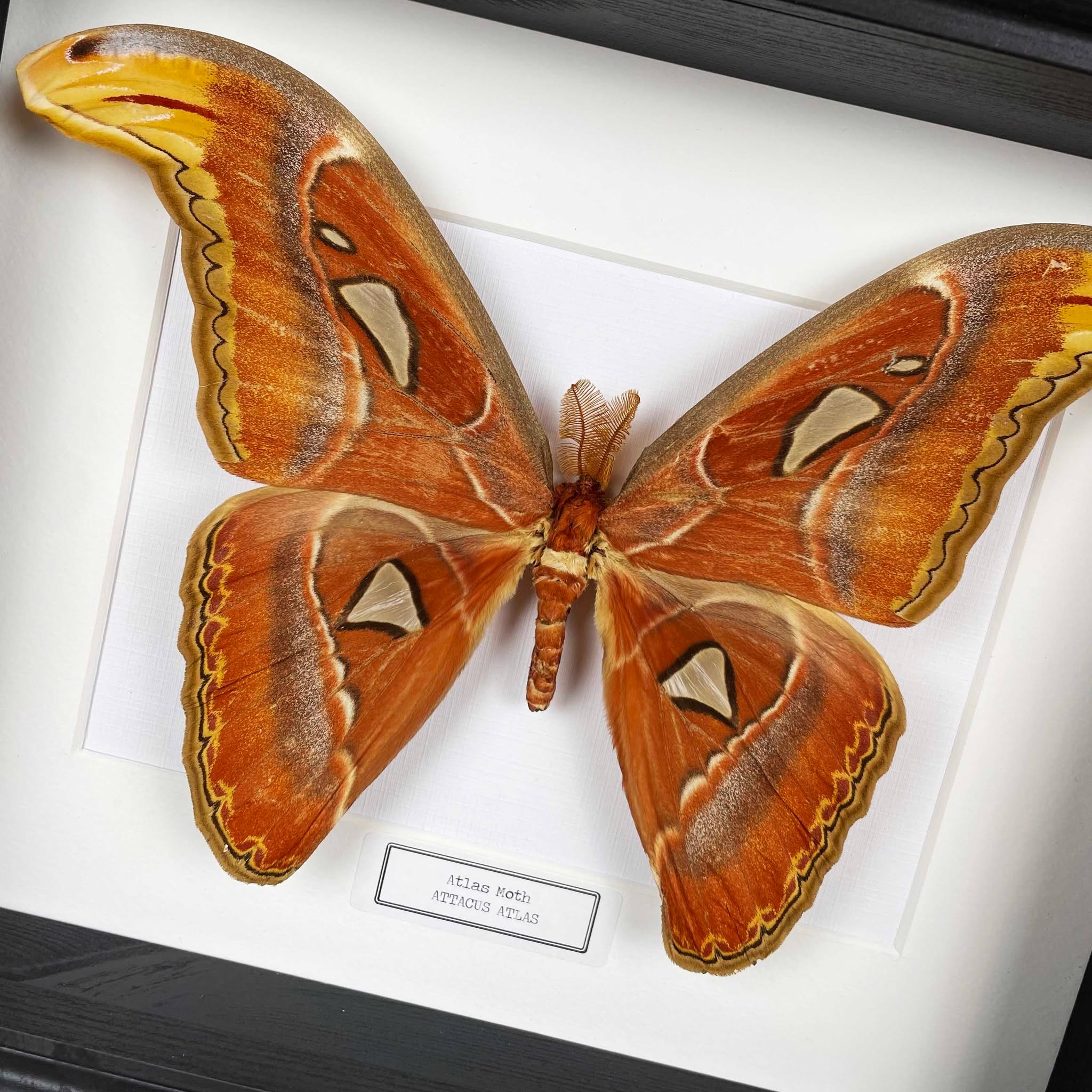 🦋 Atlas Moth Frame Sale! 🦋
For a limited time only, our Male Atlas Moth frames are on sale — but be quick, this offer ends Sunday 26th October (or sooner if they sell out!) ⏳
These striking specimens are a little smaller than our usual selection, but still just as vibrant, with those unmistakable deep red tones and intricate wing patterns. Perfect for adding a touch of natural beauty to your wall or curiosity collection. ❤️🔥
✨ Limited stock available
🦋 Shop via the link in our bio
🕰️ Offer ends Sunday 26th October
Don’t miss out — once they’re gone, they’re gone!
#AtlasMoth #NaturalHistoryArt #CuriosityCabinet #SpecimenFrame #OdditiesAndCuriosities #WallArt #MothLovers