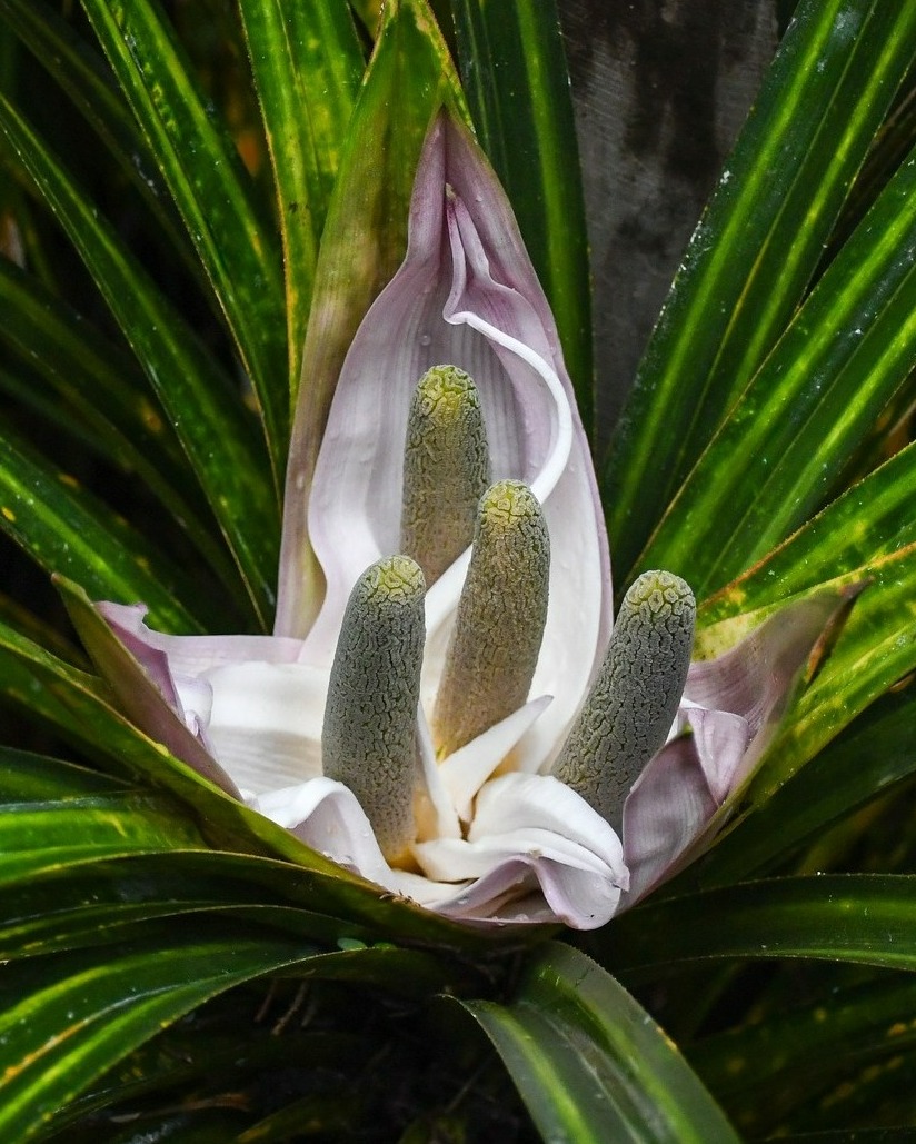 Such lovely feedback from a lovely returning visitor - thank you Marie for your fantastic review on Google 🥰
"This was my second time visiting the White Heron Sanctuary Tours in Whataroa, and once again it was an incredible experience! Dion was our guide both times, and he continues to impress with his deep knowledge, passion, and friendly nature. He not only shared fascinating insights about the herons and their nesting behaviours, but also took the time to answer all of our questions with patience and enthusiasm.
A real highlight on this visit was Dion pointing out some beautiful flowering spider orchids and kiekie flowers along the way – something I would have completely missed without his keen eye.
It’s such a special place, and I can’t wait to return again soon to see the baby herons starting to take flight. Highly recommend this tour to anyone visiting the West Coast – it’s a rare and unforgettable experience!"
#freycinetiabanksii #googlereviews #happycustomers #smallbusiness #whiteherontours #whiteherontour #whiteheronsanctuary #whataroa #rainforestnaturetour #waitangirotonaturereserve #franzjosef #glaciercountrynz #westcoastnz #westcoastsouthisland #rainforestnz #nativeflowersofnz #nznativeflowers #nzbirds #rainforestnaturetour #nature #nznature #naturenz #naturetour #nznaturetours #nzwildlifetours #guidedwalksnz #conservationnz #predatorfree #predatorfreenz #naturereserve