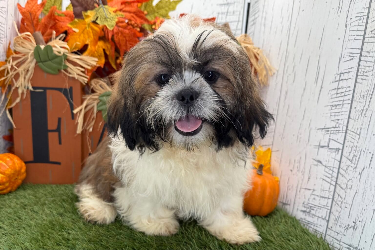 Meet Oreo, as sweet as his name.
This adorable Shih Tzu is ready to find his forever family. He’s full of love, charm, and that classic Shih Tzu personality that melts hearts everywhere.
If you’re looking for a loyal companion who’ll happily sit by your side (or in your lap), Oreo might just be your perfect match.
Call us or visit PrestigePets.net to learn more about Oreo and how you can give him a loving home.
