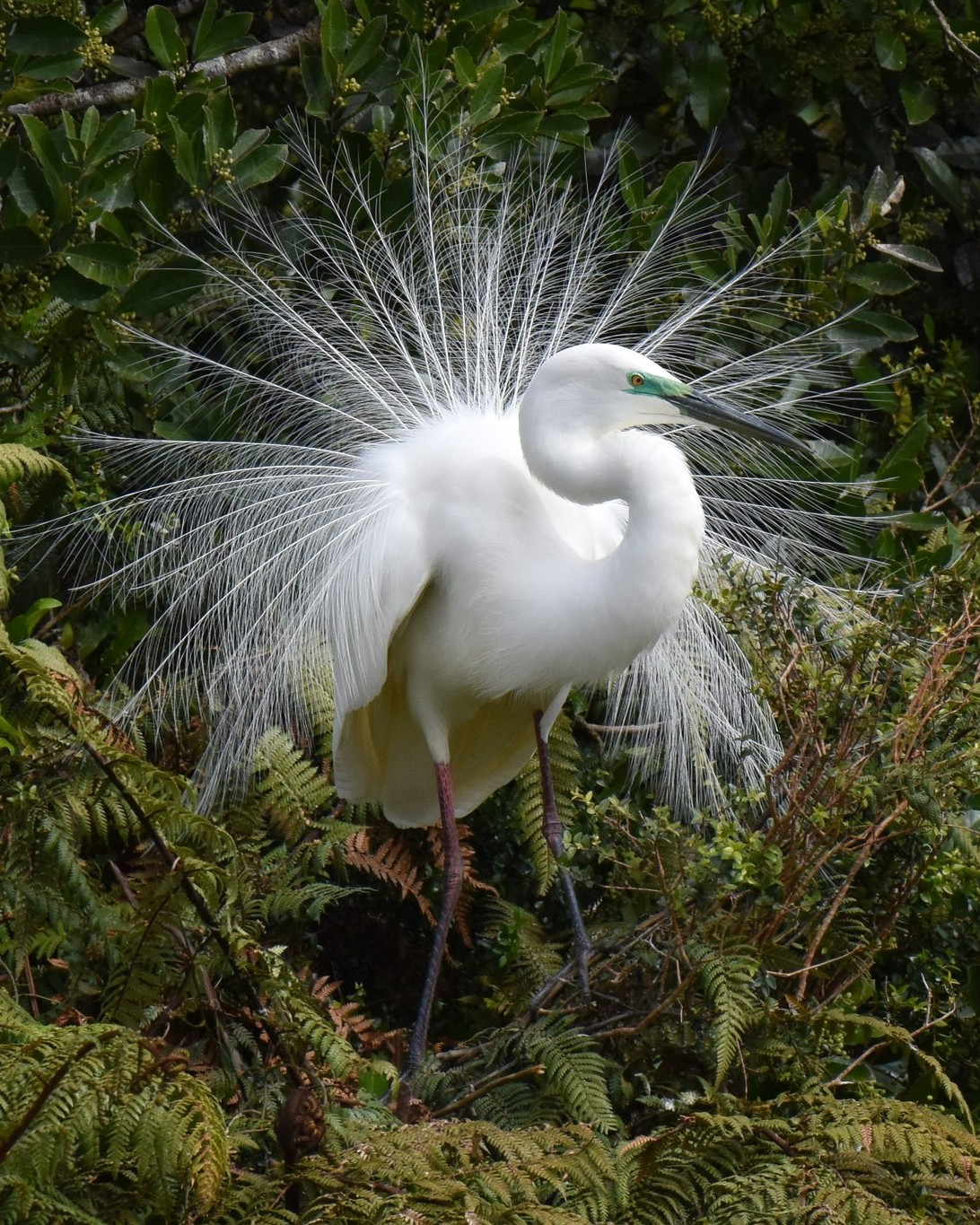 The Kōtuku are at their most beautiful during the breeding season, and look especially magnificent at the start, as they display and pair up.
Right now, they’re dressed in their 'party gear' - showing off their pretty green eye-shadow, sleek black beaks, and bridal trains of delicate, wispy feathers, which both males and females flaunt like peacocks 🤩
#plumage #plumagedisplay #whiteheron #whiteheronsnz #whiteheronsanctuary #whiteherontours #waitangirotonaturereserve #whataroa #franzjosef #glaciercountrynz #westcoastsouthisland #nzbirds #birdsnz #birdtours #birdingnz #birdwatchingnz #birdsanctuarynz #birdphotography #birdphotographer #birdsofnz #birdlover #predatorfree #predatorfreereserve #naturenz #nznaturetour #naturetourism #naturetours #naturelover #purenz #mustseenz