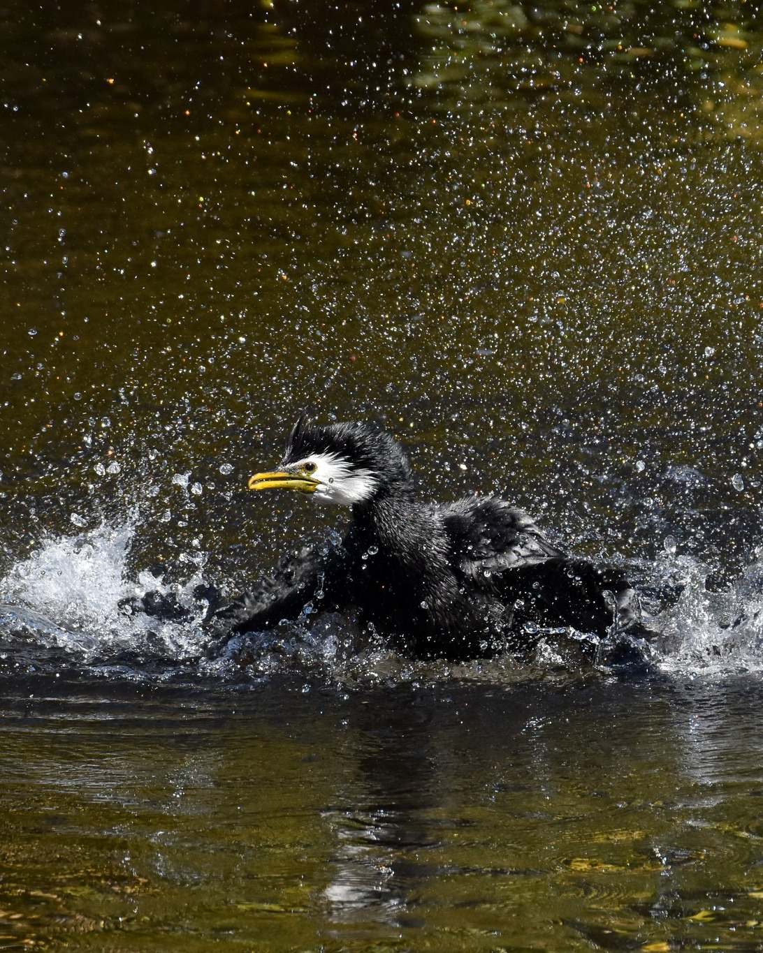Kawaupaka or Little Shag, having a 'splashing' 💦 good time! 🥰
After the recent heavy rain all the birds were enjoying the sunshine today at the White Heron Sanctuary 🌞
#littleshag #kawaupaka #whiteherontours #whiteheronsanctuarytours #waitangirotonaturereserve #birdsanctuary #whataroa #franzjosef #glaciercountrynz #westcoastnewzealand #nzbirds #birdsnz #newzealandbirds #nzbirdwatching #birdsofaotearoa #birdingnz #nzbirdtours #nzbirdwatching #guidedtours #rainforesttour #nznature #nzwildlife #naturetournz #nzwildlifephotography #nznativebirds #birdphotographynz #nzphotographer #westcoastsouthisland #southwestlandnz #nzhiddengems
