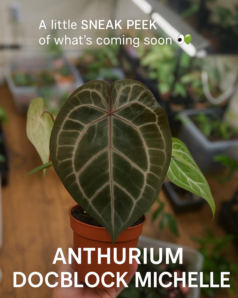 A little sneak peek of what’s coming soon 👀💚
Meet the Anthurium Docblock Michelle, our next rare beauty joining the Shootsia family! ✨
Those velvety leaves, that deep lush tone… she’s elegance in plant form.
We can’t wait to show her in full glory, but for now, here’s your little preview 👩🏽🌾💫
What do you think, plant lovers. Will she be on your wish list? 🌱
Available very soon at Shootsia.
#Shootsia #NewArrival #SneakPeek #AnthuriumDocblockMichelle #RarePlantAddict #YouNeverHaveTooMuchPlants #justonemoreshoot