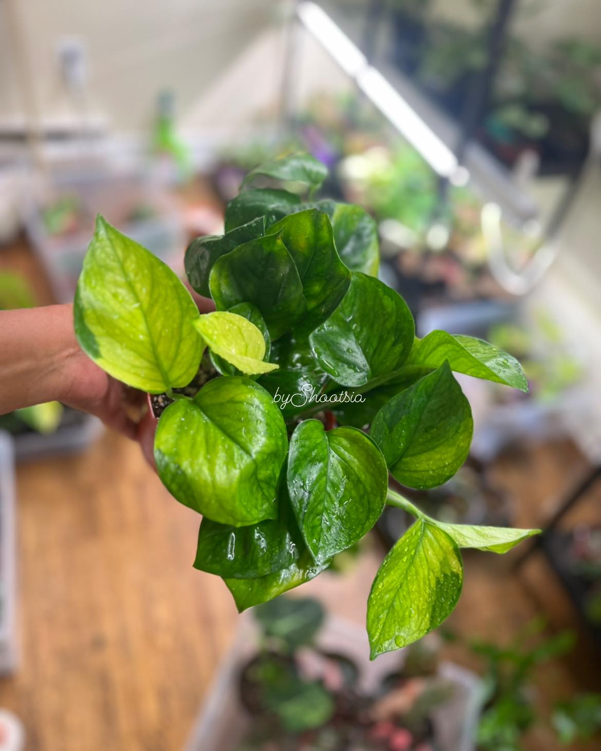 I don’t even recognize her 🥹🥹
She’s thriving, glowing, and absolutely living her best leaf life! ✨
It’s been a little while since our last pop up, but we’re back 🌿
And just like her, we’ve been growing behind the scenes, ready to bring even more green joy your way. 💚
From a quiet little start to this radiant beauty, proof that patience, care, and love really make magic happen.
Because you never have too much… plants. 🌱
#Shootsia #YouNeverHaveTooMuchPlants #PlantGrowthJourney #PothosLove #GreenTherapy #HouseplantJoy #OttawaPlants #PlantCare #FromCuttingToQueen #fromcuttingtoqueen #JustOneMore