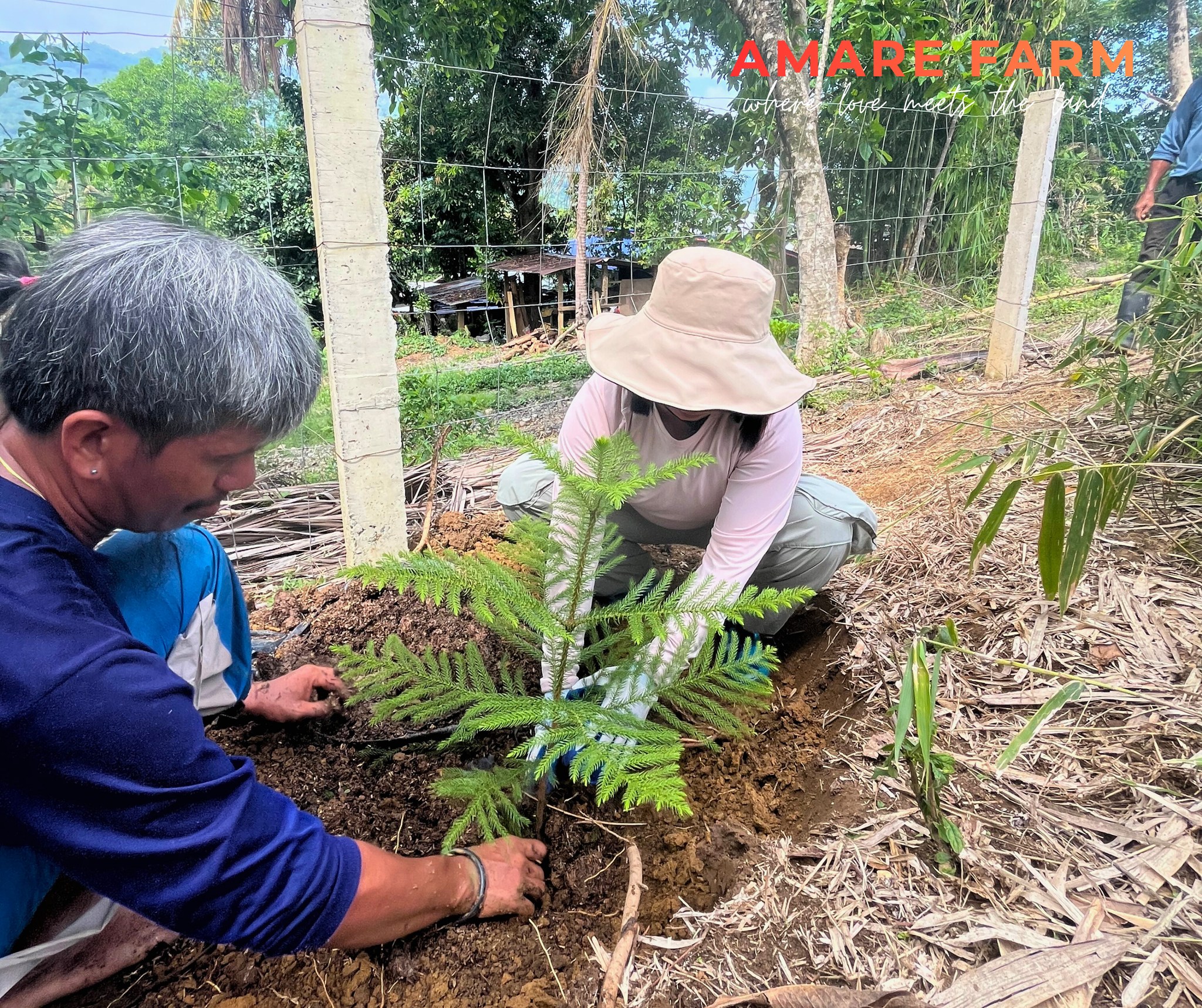 Hands in the soil, hearts in the work. π
Teamwork makes the dream grow! πΏ
Our pine trees are taking root at Amare Farm.
#AmareFarm #WhereLoveMeetsTheLand