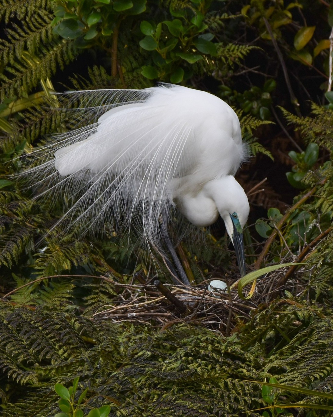 The Kōtuku pairs are putting in the mahi, sharing the important 28-day incubation of their precious blue-green eggs.
We can see the eggs in some of the nests as the adults stand, stretch, preen, turn the eggs, and swap nest time with their partners 🥰
#incubation #nestingseason #nestingwhiteherons #kotuku #kōtuku #whiteheron #whiteherons #whiteheroncolony #whiteheronsnz #whiteherontour #whiteherontours #whiteheronsanctuary #whataroa #waitangirotonaturereserve #nzbirds #birdsnz #birdsanctuary #birdwatchingtournz #birdtournz #birdphotographynz #wildlifetournz #wildlifephotographynz #naturetournz #naturephotographynz #predatorfreenz #conservationsucessstory #franzjosef #westcoastsouthisland #purenz #mustseenz