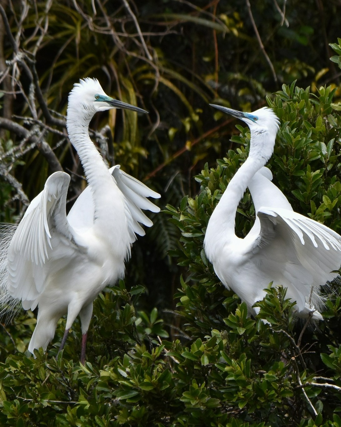 Kōtuku pairs perform a 'pirouette pursuit' – chasing, turning, and mirroring one another in an elegant, energetic courtship 🪽
Simply breathtaking to observe!
Visit NZ's only White Heron Sanctuary.
Daily tours from Whataroa, West Coast, South Island 🥰
#courtshipdisplay #kotuku #whiteheron #whiteheronsnz #whiteheronsanctuary #whiteherontours #waitangirotonaturereserve #whataroa #franzjosef #glaciercountrynz #westcoastsouthisland #nzbirds #birdsnz #birdtoursnz #birdtours #birdingnz #birdwatchingnz #birdsanctuarynz #birdphotography #birdphotography #birdsofnz #birdlover #predatorfree #predatorfreereserve #naturenz #nzwildlifetour #natureto #naturetoursnz #purenz #mustseenz