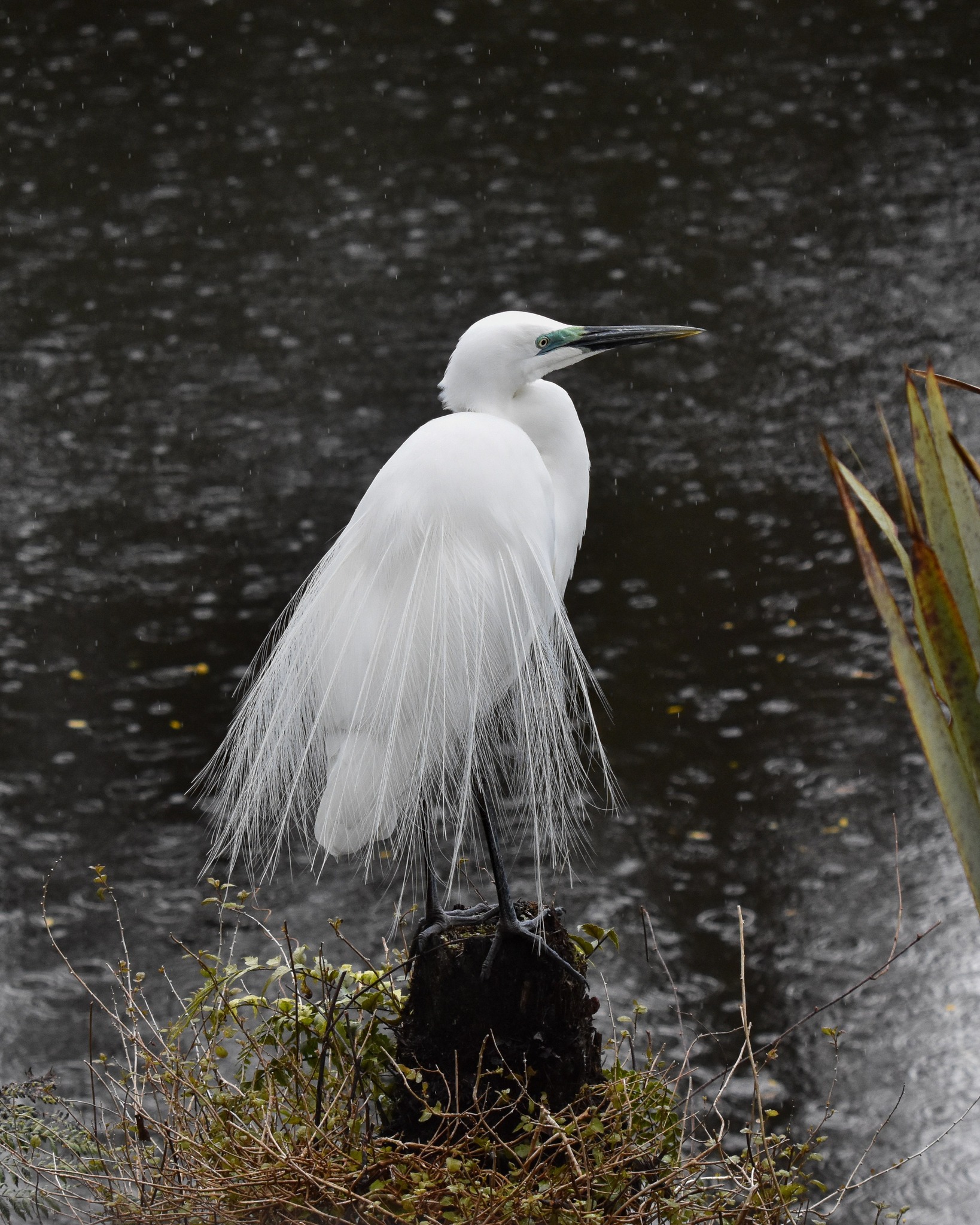 Rain or shine, the Waitangiroto reveals new magic every day - and the beautiful birds all carry on with their 'birdy business' regardless 😍
Google & Tripadvisor Review
⭐️⭐️⭐️⭐️⭐️
A totally magical experience!
Even in rain this is the most amazing experience.
Adele and Dion are very passionate about the work that they are doing and the protection of the sanctuary.
A van ride during which you get a recorded commentary about the area and the bird life then a gentle walk through the native bush to the hide.
At the hide you spend around an hour observing the kotuku – there are binoculars if you want to use them and Dion also has great wet weather jackets if needed. While in the hide you are quite sheltered – it is a photographer’s heaven!
Barb L
#rainydaybirds #wetdaybirds #wetbirds #wetbirdsofinstagram #kōtuku #kotuku #whiteheron #whiteherons #whiteheronsnz #whiteheroncolony #whiteheronsanctuary #whiteherontours #littleshag #kererū #welcomeswallow #nzbirds #birdnz #birdwatchingtour #waitangirotonaturereserve #whataroa #westcoastsouthisland #franzjosef #foxglacier #glaciernz #wetdayfranzjosef #wetdayactivitiesnz #rainforest #rainforestnz #predatorfreesanctuary #conservationnz