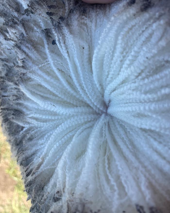 Chasing soft, stylish, high rainfall wool that performs? ๐
At Kurra-Wirra Merinos, weโve built our breeding program around quality fibre โ wools that are long, free-growing and full of nourishment, designed to handle high rainfall conditions while maintaining style and brightness.
This year weโve added Late Fleece Rot (LFROT) and Late Wool Colour (LCOL) to our catalogue to highlight just how much wool quality depth exists within Kurra-Wirra.
Our stud classer Tom Silcock summed it up perfectly at the Open Day:
โThis is easily the best line-up of wools ever presented at Kurra-Wirra โ long, white, free-growing quality wools is what I love and itโs here right through the team.โ
If youโre ready to modernise your Merino flock and inject the kind of wool we love to breed โ soft, stylish, and performing where it counts โ then Kurra-Wirra is the place to go.
๐
Ram Sale: Monday 3rd November
๐ Kurra-Wirra, 590 Mooree-Culla Rd, Culla VIC
๐ช 150 โMeasured to Performโ rams on offer
๐ View the catalogue and AuctionsPlus listing here:
https://www.kurrawirra.com.au/event-details/kurra-wirra-measured-to-perform-merino-ram-sale-2025
https://auctionsplus.com.au/auctions/sheep/kurra-wirra-measured-to-perform-poll-merino-r/126480