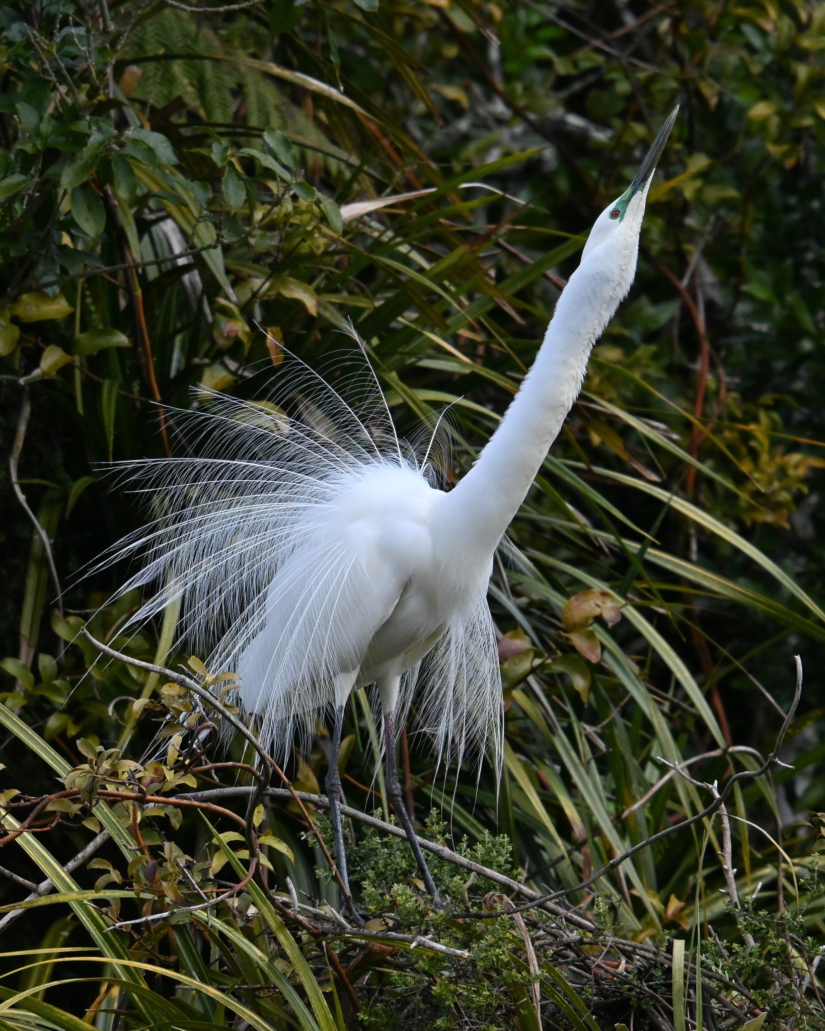 The male Kōtuku shows off his best moves! 🕺🤩😍
He reaches down into his chosen nest site, then rises with a rapid neck stretch and sharp beak snap, and, as his neck recoils, a graceful fan of tail feathers.
This repeated sequence signals his strength, health and readiness to mate.
It's his way of saying, “Look at me! I’m available to be your manbird!”
One of the many incredible sights unique to the White Heron breeding site 🥰
Join us on a tour ➡ www.whiteherontours.co.nz
#courtshipdisplay #plumage #plumagedisplay #whiteheron #whiteheronsnz #whiteheronsanctuary #whiteherontours #waitangirotonaturereserve #whataroa #franzjosef #glaciercountrynz #westcoastsouthisland #nzbirds #birdsnz #birdtours #birdingnz #birdwatchingnz #birdsanctuarynz #birdphotography #birdphotographer #birdsofnz #birdlover #predatorfree #predatorfreereserve #naturenz #nznaturetour #naturetourism #naturetours #purenz #mustseenz