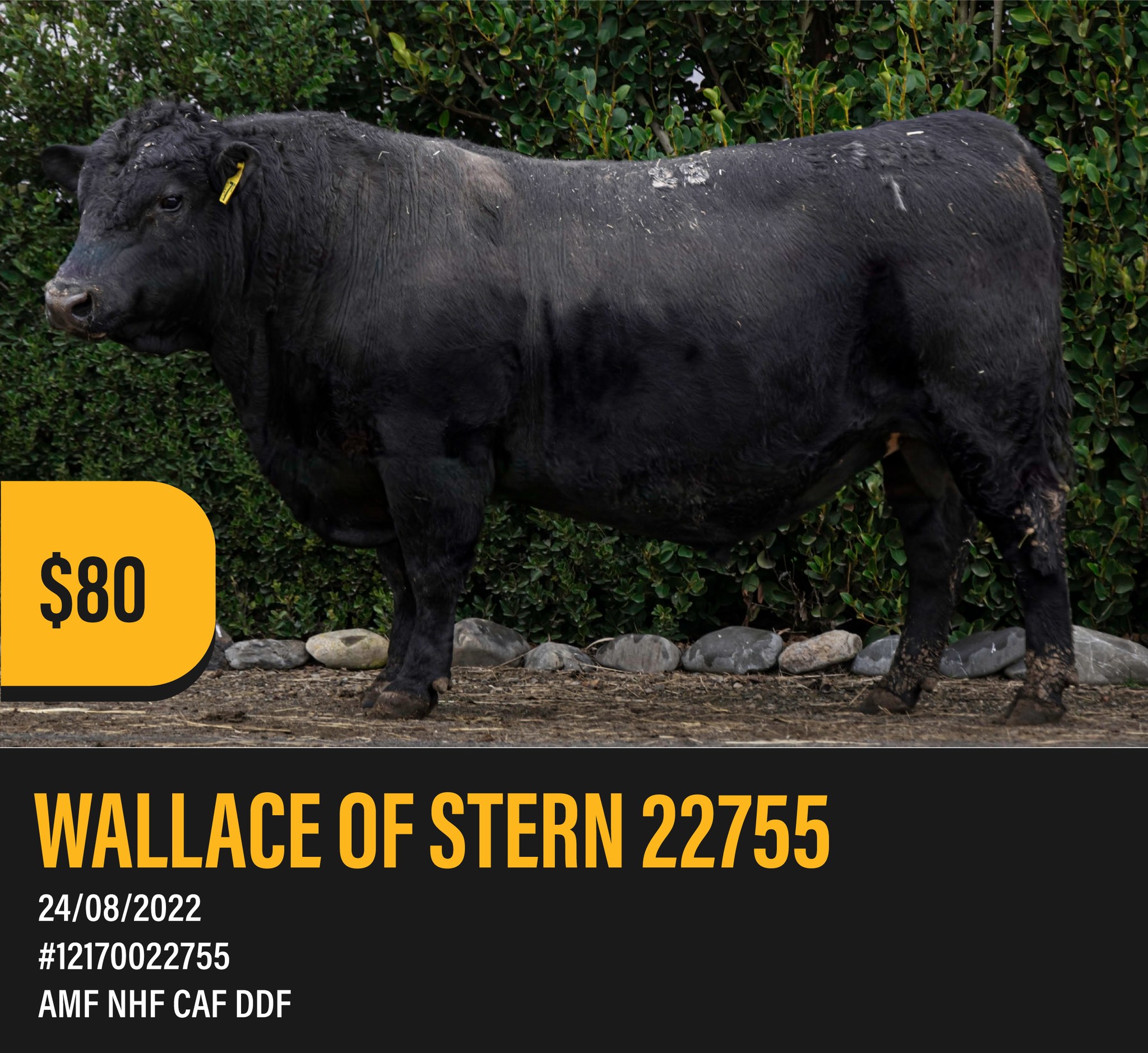 Meet WALLACE OF STERN 22755
A high-quality son of Albert, sound and deep, with a moderate frame and a robust data set, out of a cow that is breeding well. The Albert sons have sold very well this season.
Straws available now.