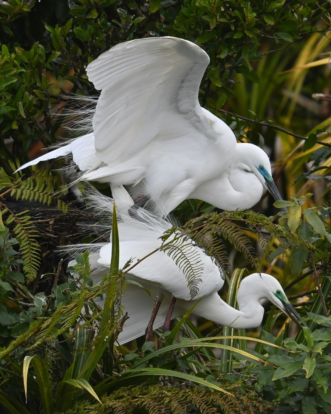 🔞The 🐦birds and the 🐝bees - Kōtuku style! 🔞😉💞
Breeding season is in full swing at the Waitangiroto Nature Reserve!
Daily tours from Whataroa 😊
#mating #birdsandbees #kotuku #whiteheron #whiteherons #whiteheronsnz #whiteheroncolony #whiteheronsanctuary #whiteherontours #nzbirds #birdsnz #birdlife #birds #birding #birdphotography #photographynz #nzphotographer #wildnz #wildlifenz #wildnz #wildlifephotographer #wildlifenz #aotearoa #nzfauna #whataroa #franzjosef #southislandnz #conservationnz #purenz #nzmustdo