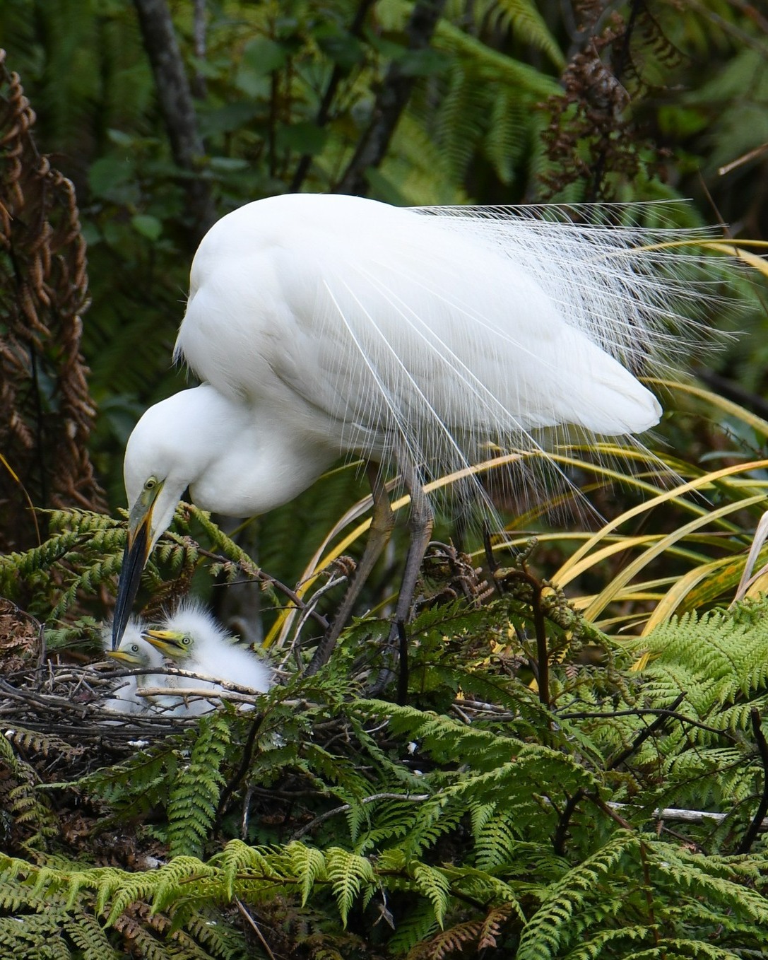 Egg-citing news! 🐣
The first Kōtuku chicks of the nesting season are starting to hatch!
So tiny and precious, each chick will be cared for by both its parents.
They have plenty of growth and learning ahead – each chick will spend around 12 weeks at the Waitangiroto nesting site before it is ready to fledge and leave.
Kōtuku chicks will continue hatching throughout November and December.
To witness the colony's newest arrivals, book your tour today! 🐣
www.whiteherontours.co.nz
#kotuku #whiteheron #whiteherons #whiteheronsnz #whiteheronchicks #whiteheroncolony #whiteheronsanctuary #birdsnz #nzbirds #birdwatchingnz #birdwatchernz #birdingtoursnz #birdtournz #birds #waitangirotonaturereserve #franzjosef #everythingnewzealand #purenz #nzbucketlist #feel100innz #nzmustdo